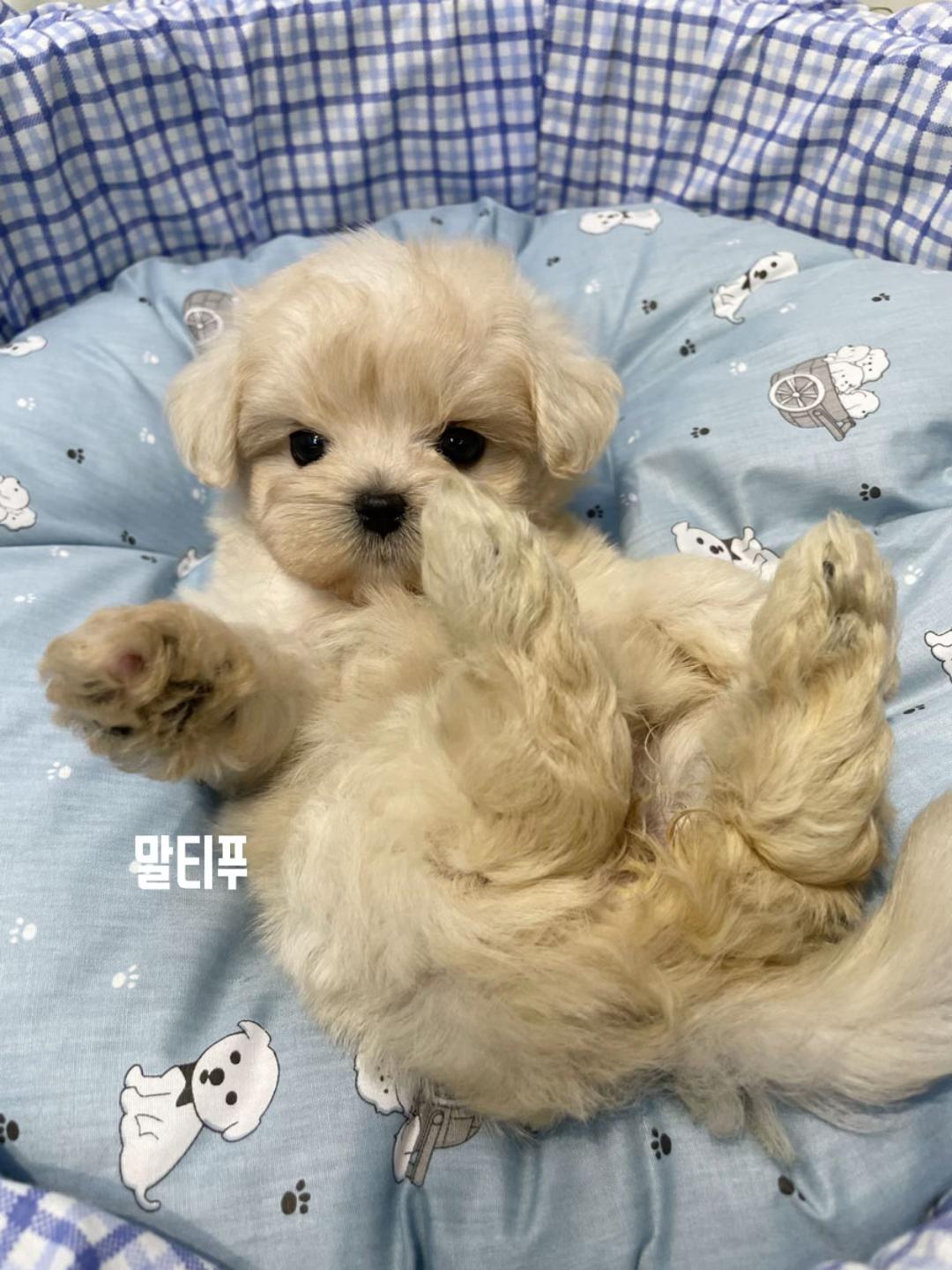@perro feliz