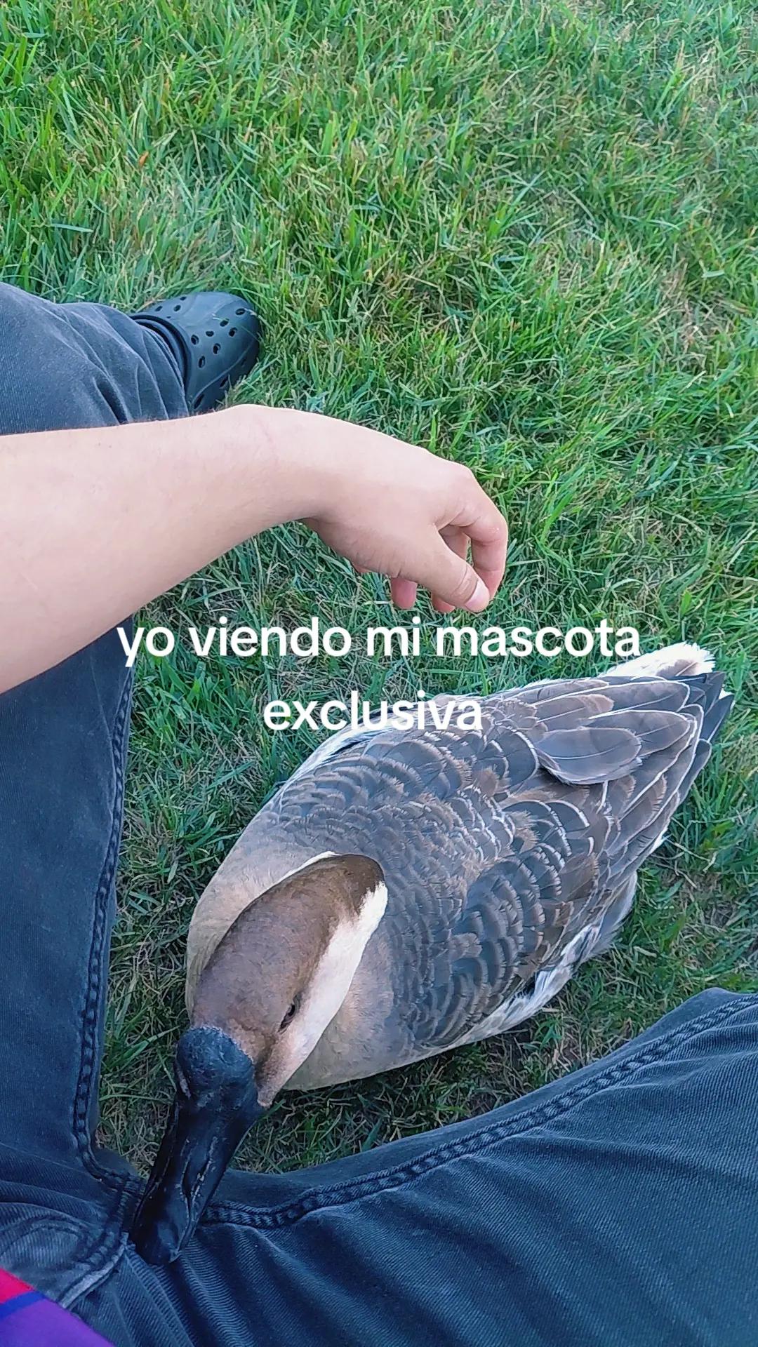 @Nicabunny