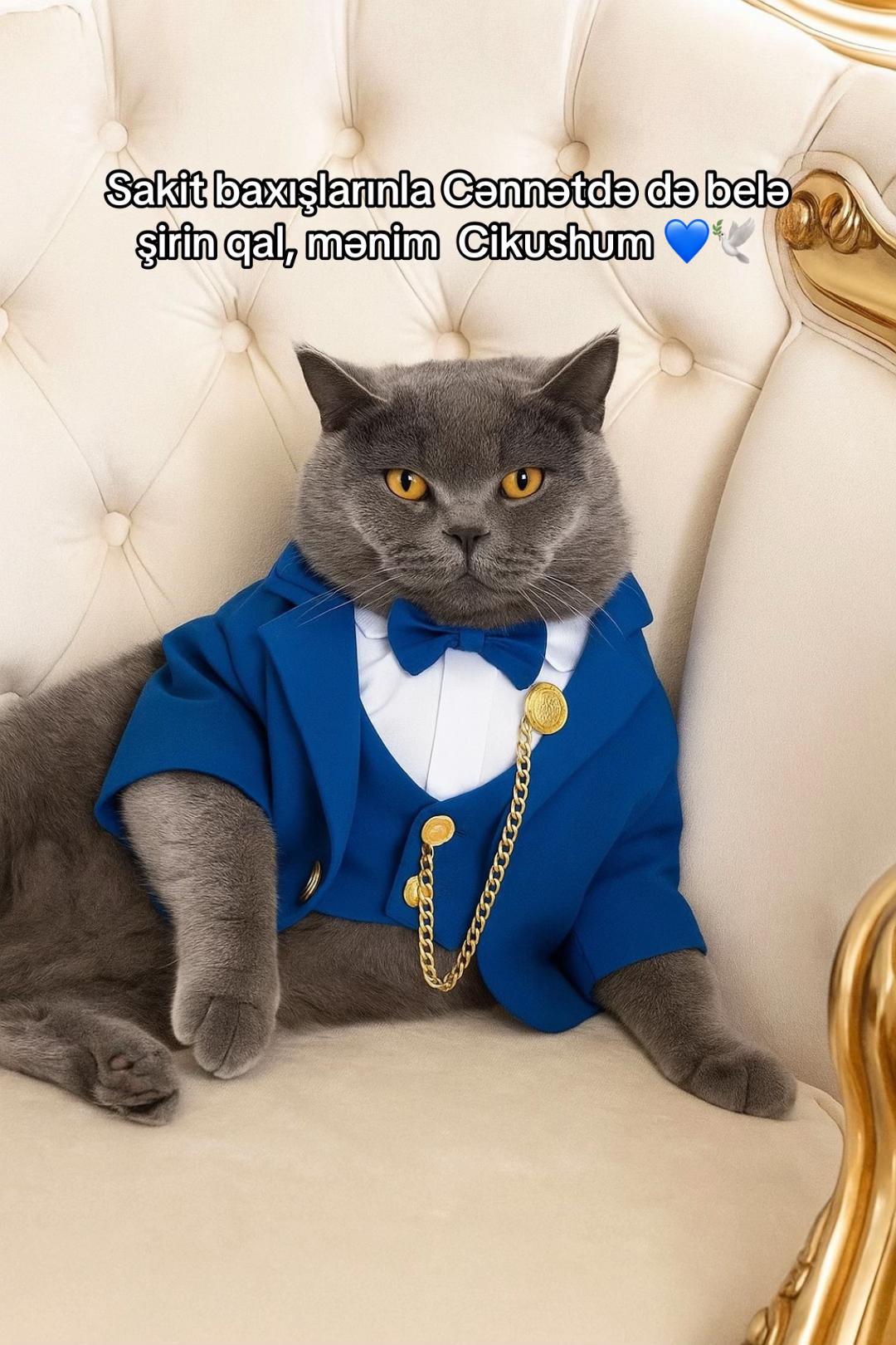 @cats_familyofficial