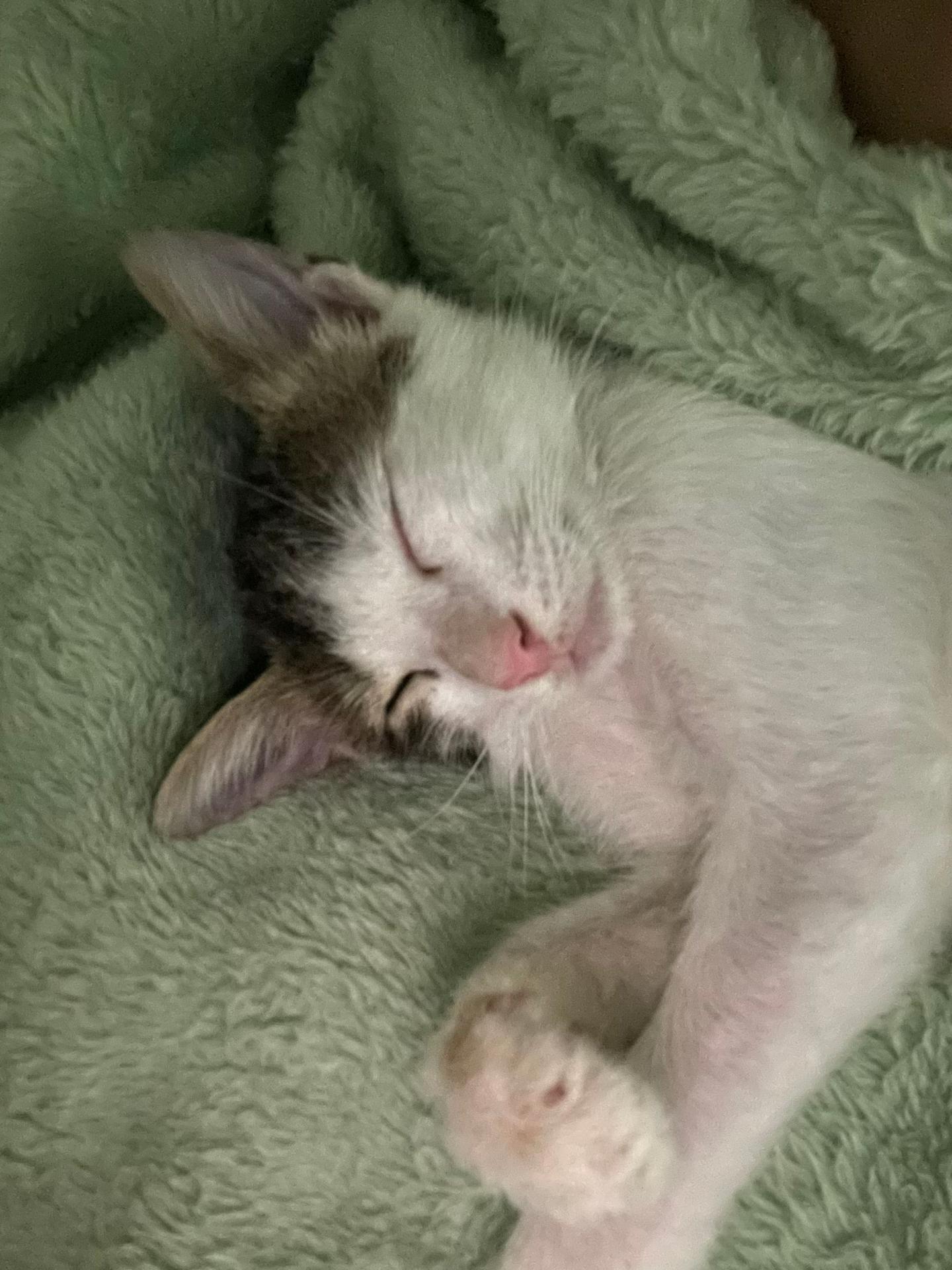 @missromanticamamacitapuzzycat