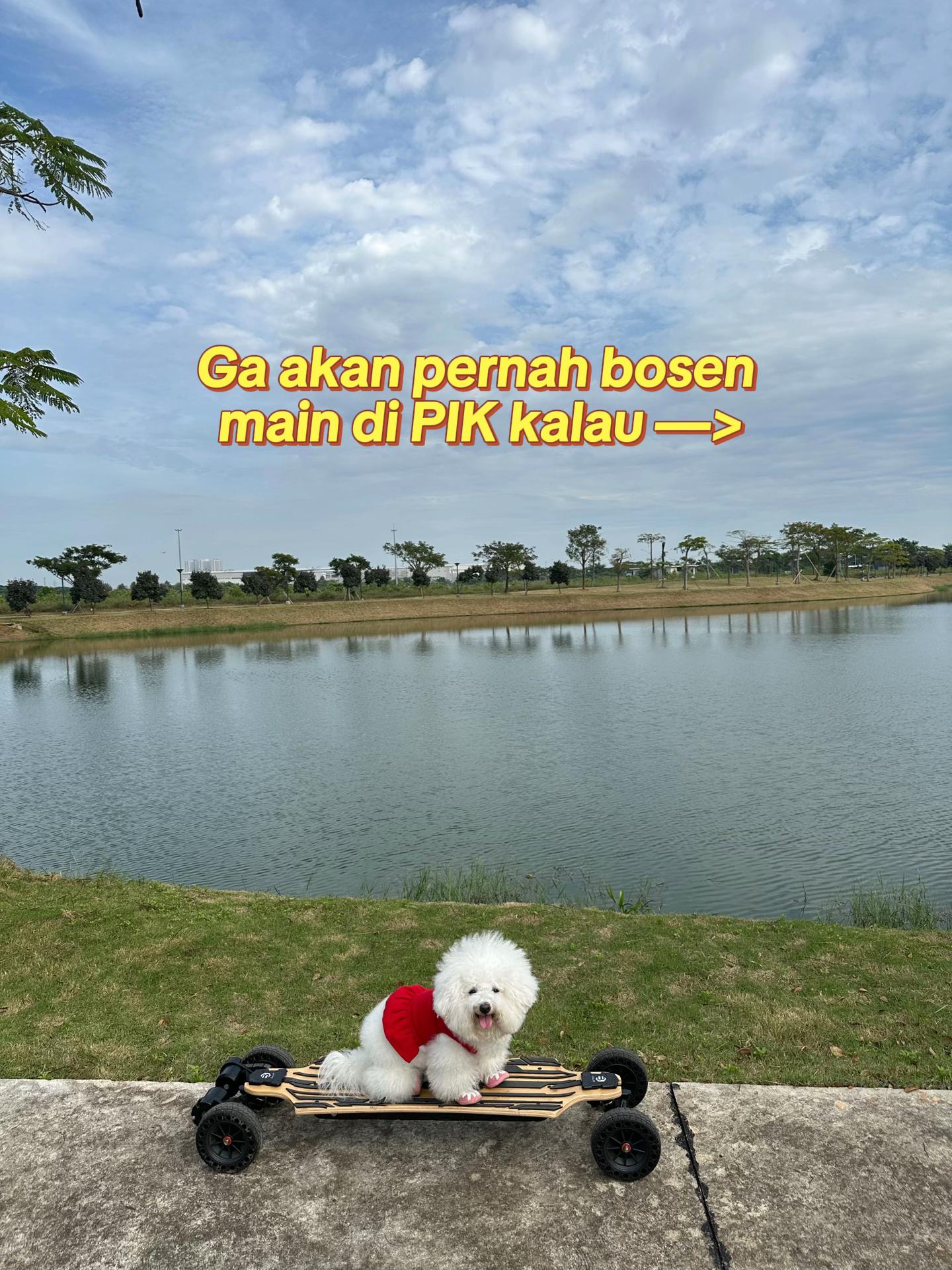 @Donut The Bichon