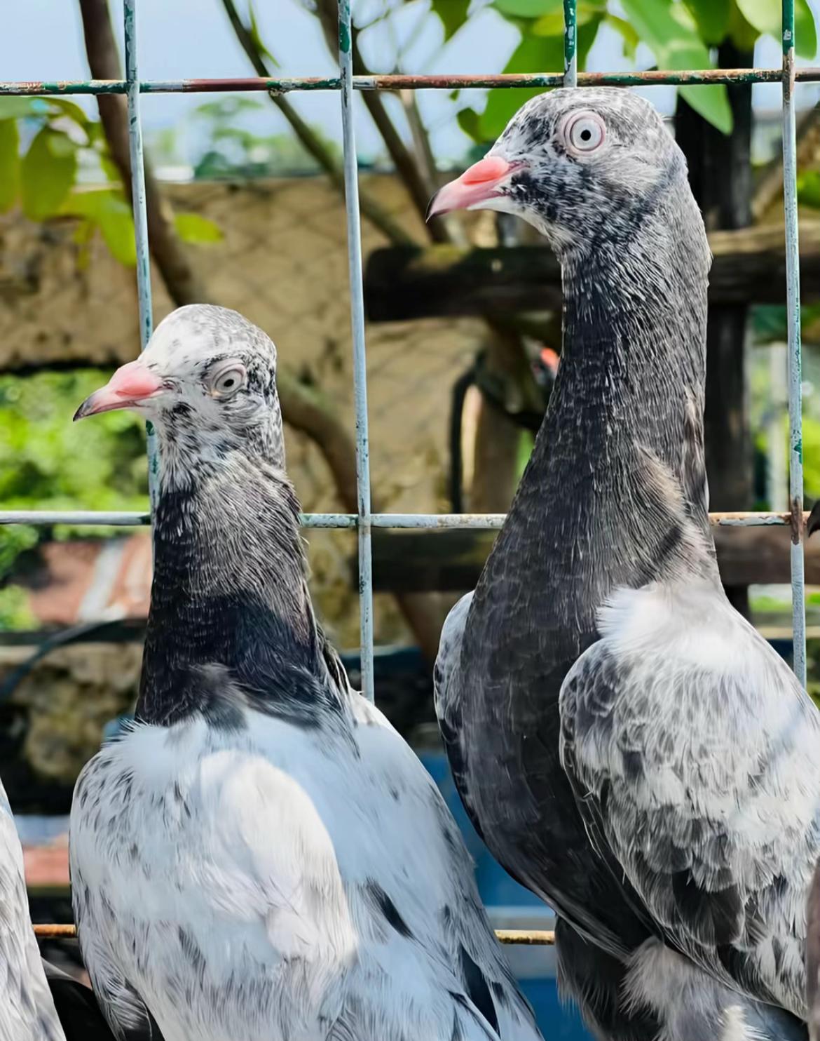 @Royal Birds 🕊️👑