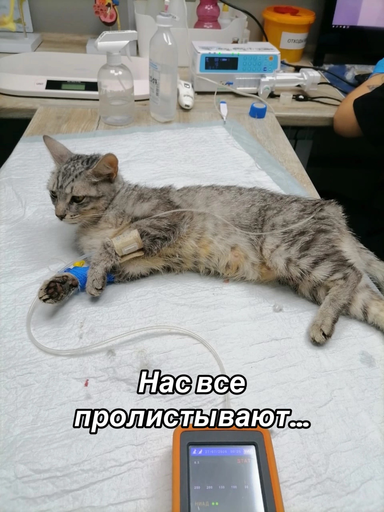 @Приют Потеряшка