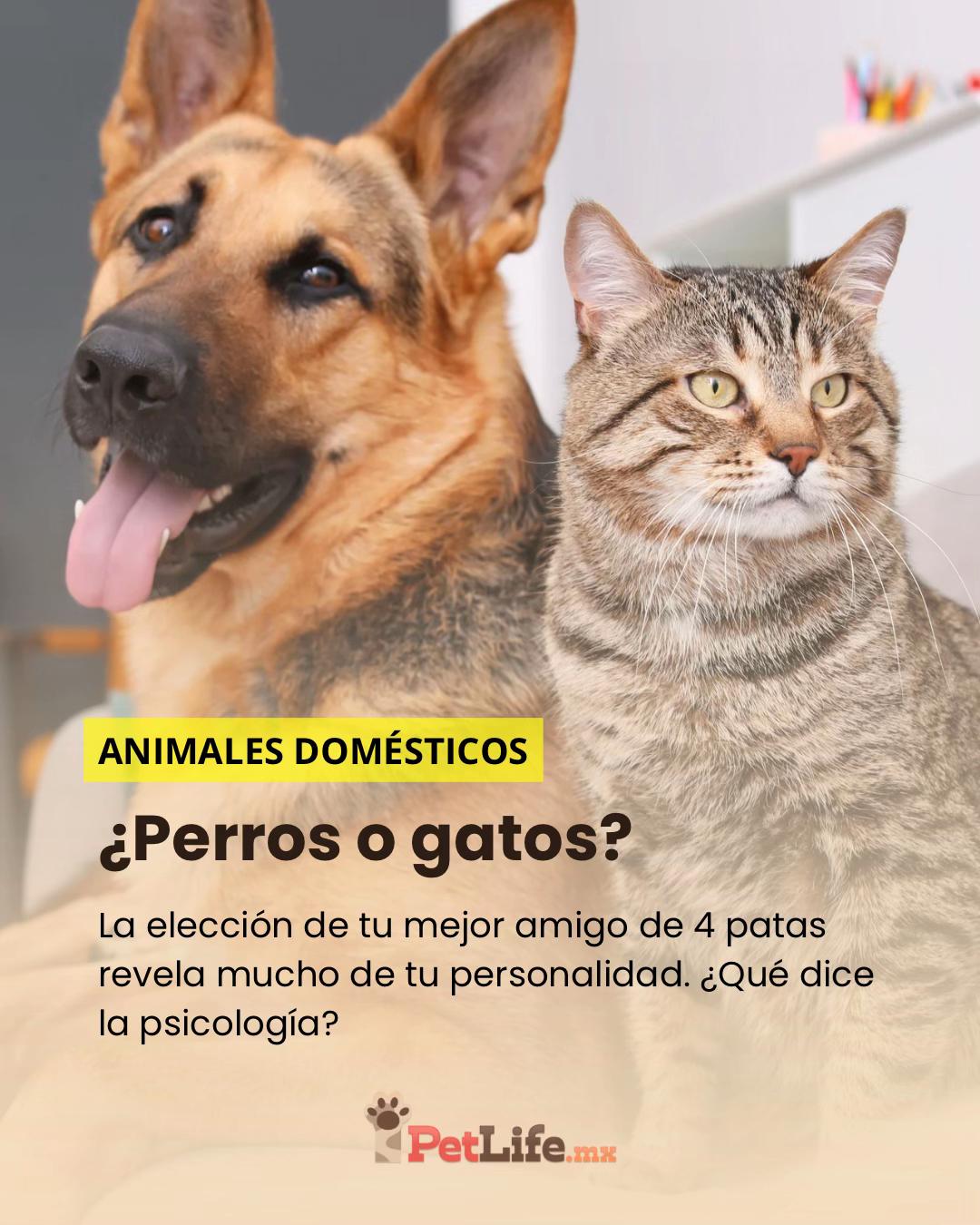 @Petlife
