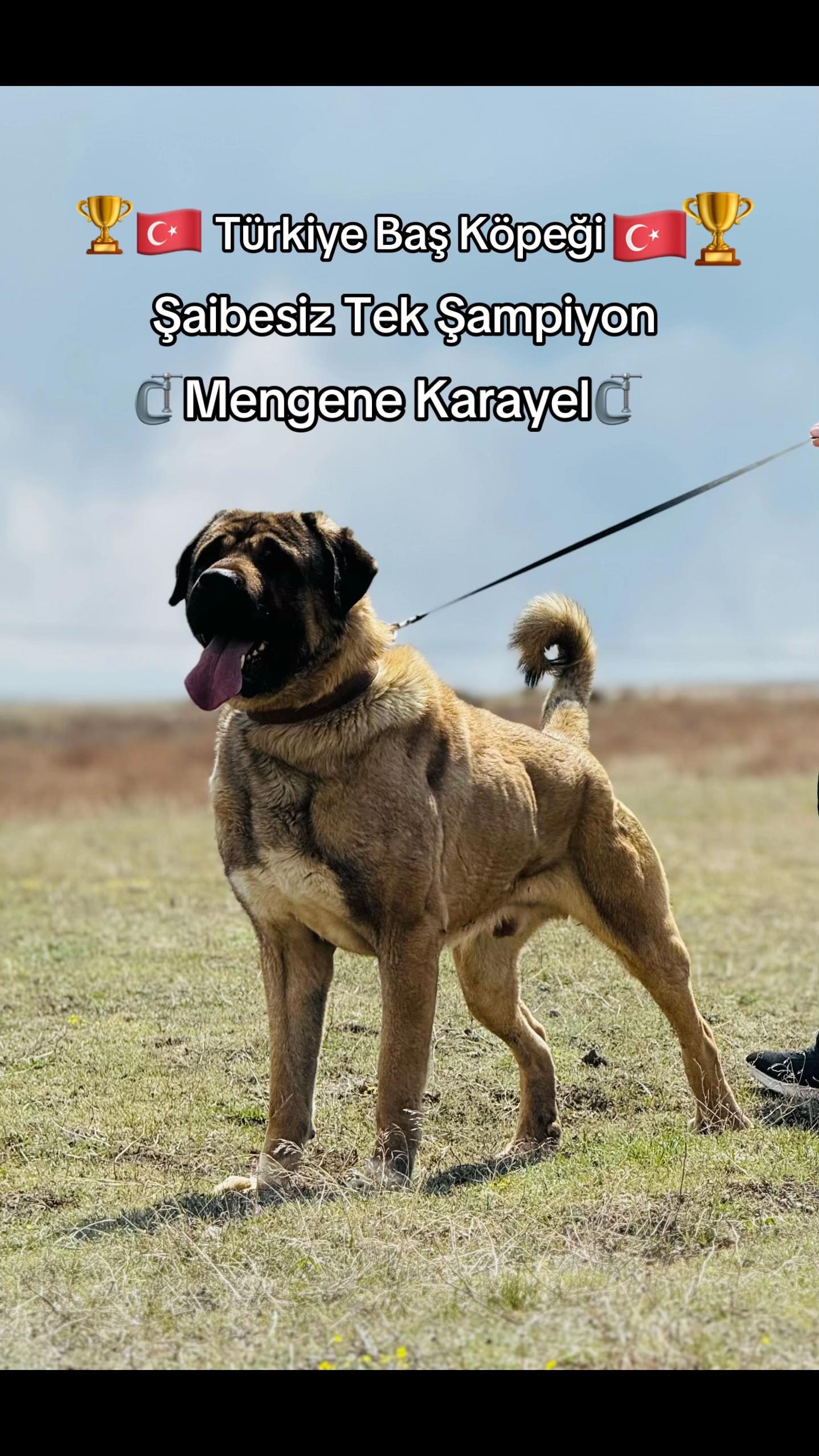 @Sivaslı