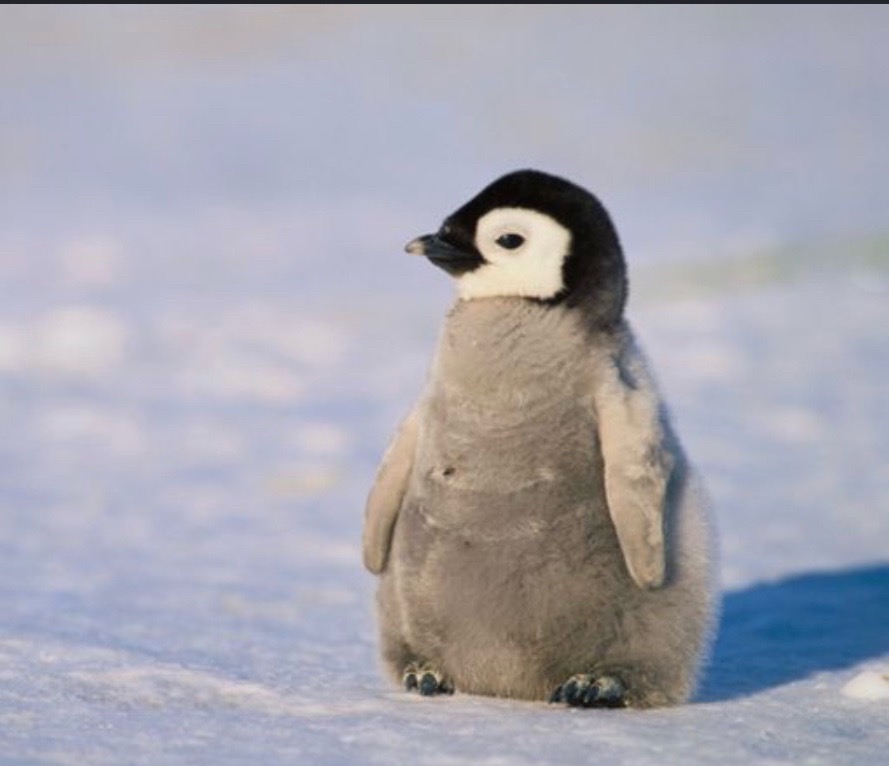 @TuffPenguin