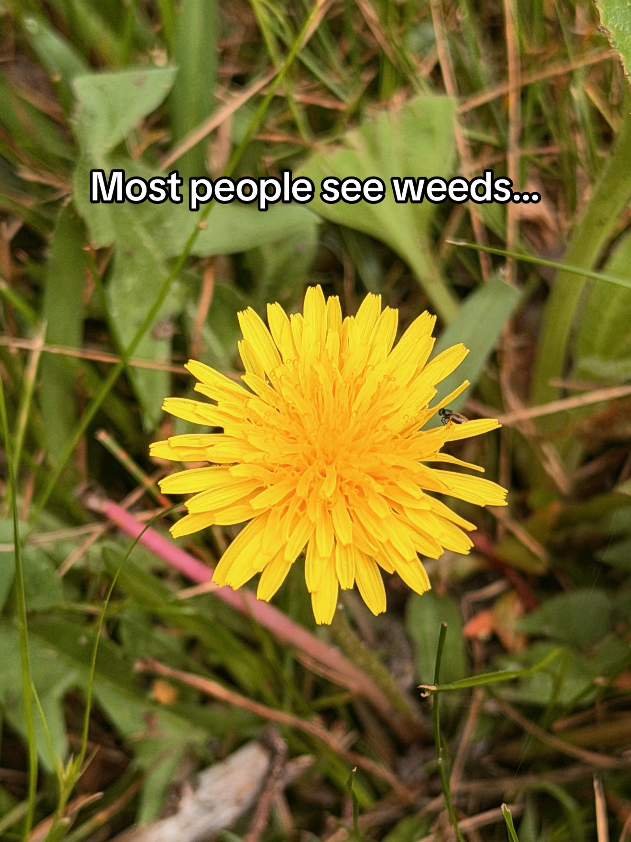 @ThreeWildSprouts