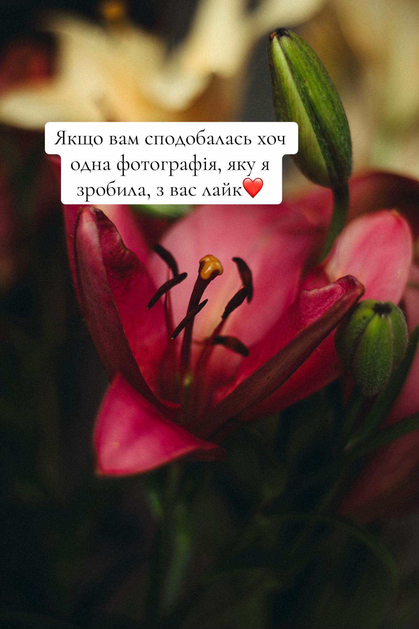 @zolota.photo