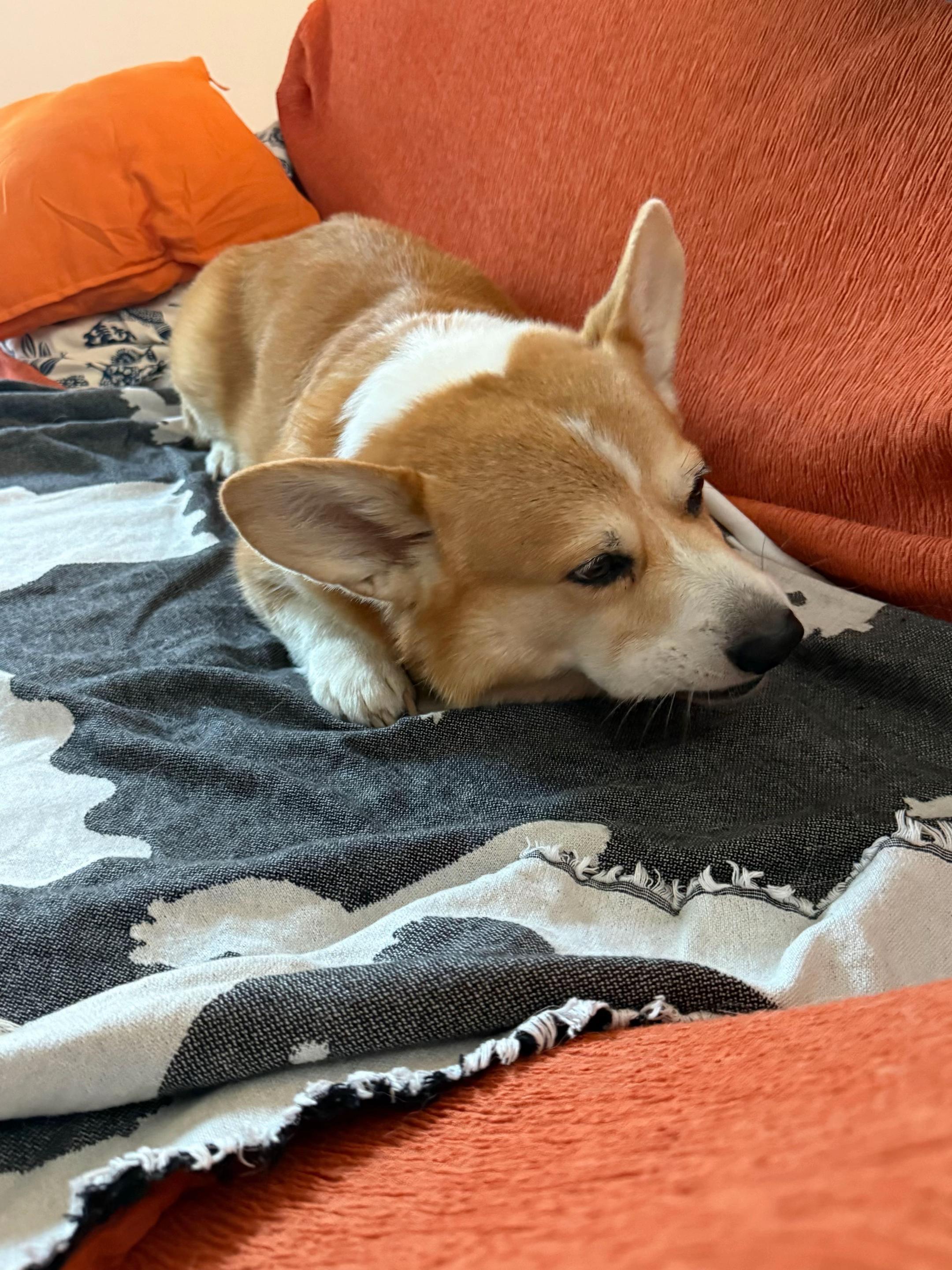 @Cheddar the Corgi