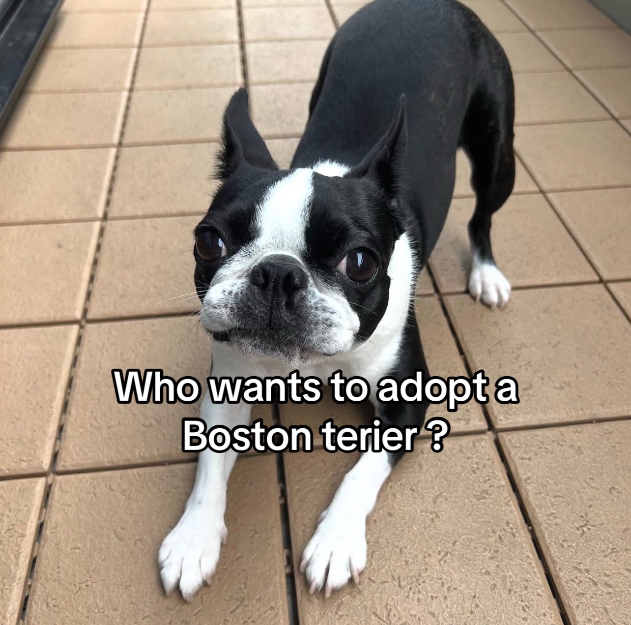 @Boston terriers puppies