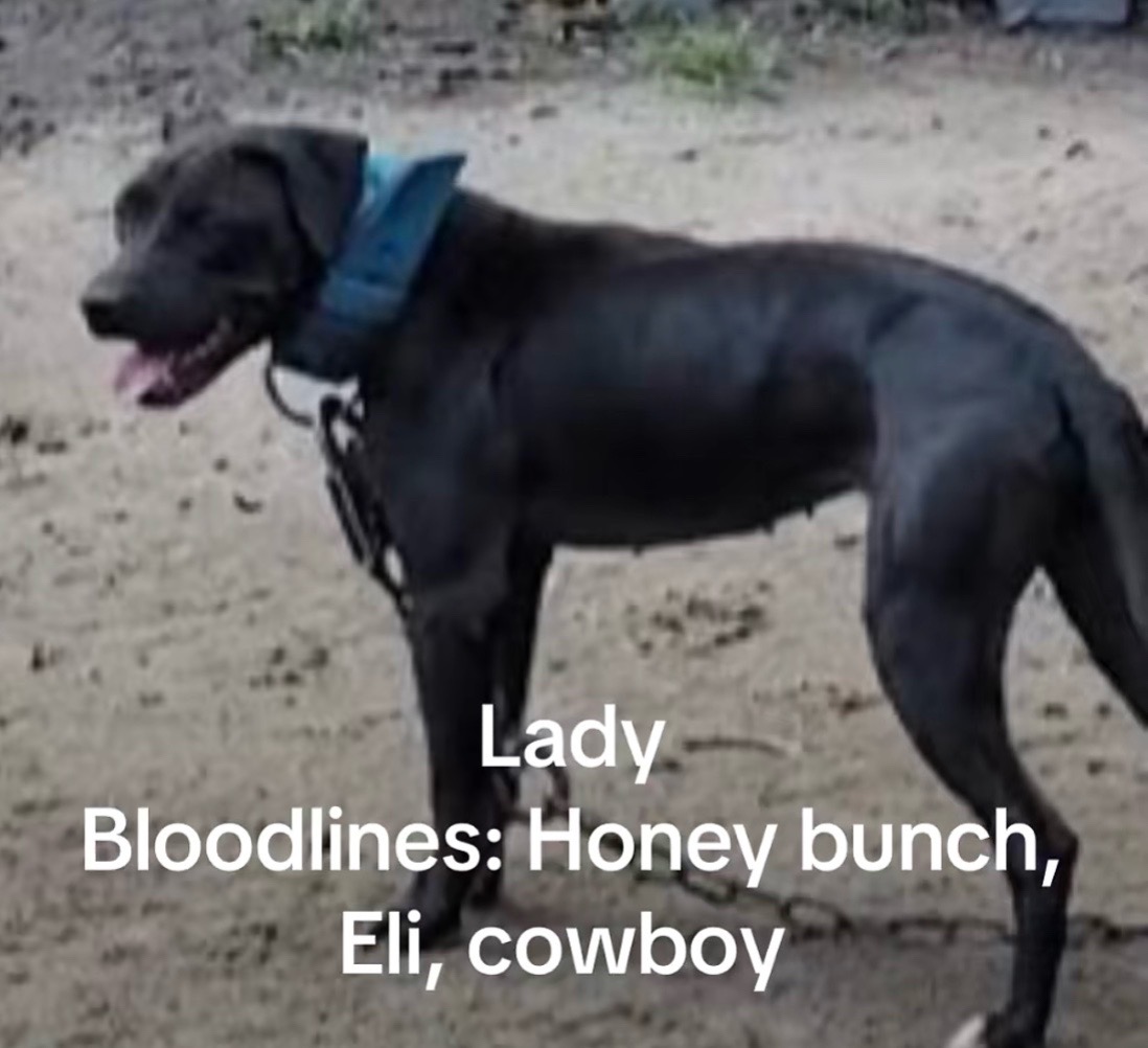 @Redboy Apbt Kennels