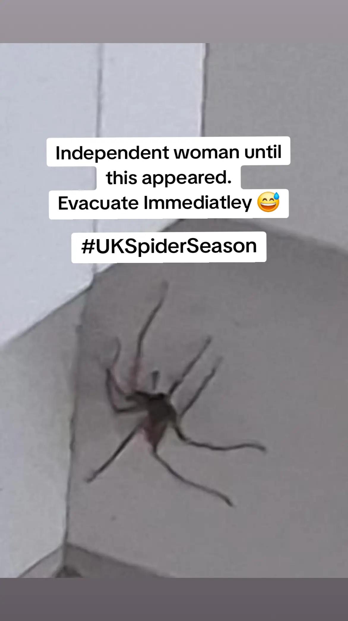 @WhereIsTrixie