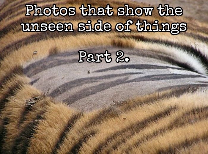 @randomamazingfunfacts