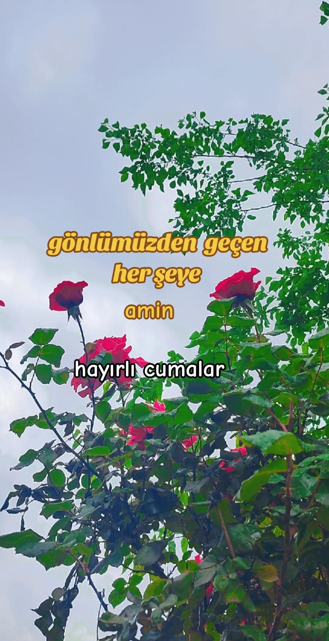 @aysel_ 2734