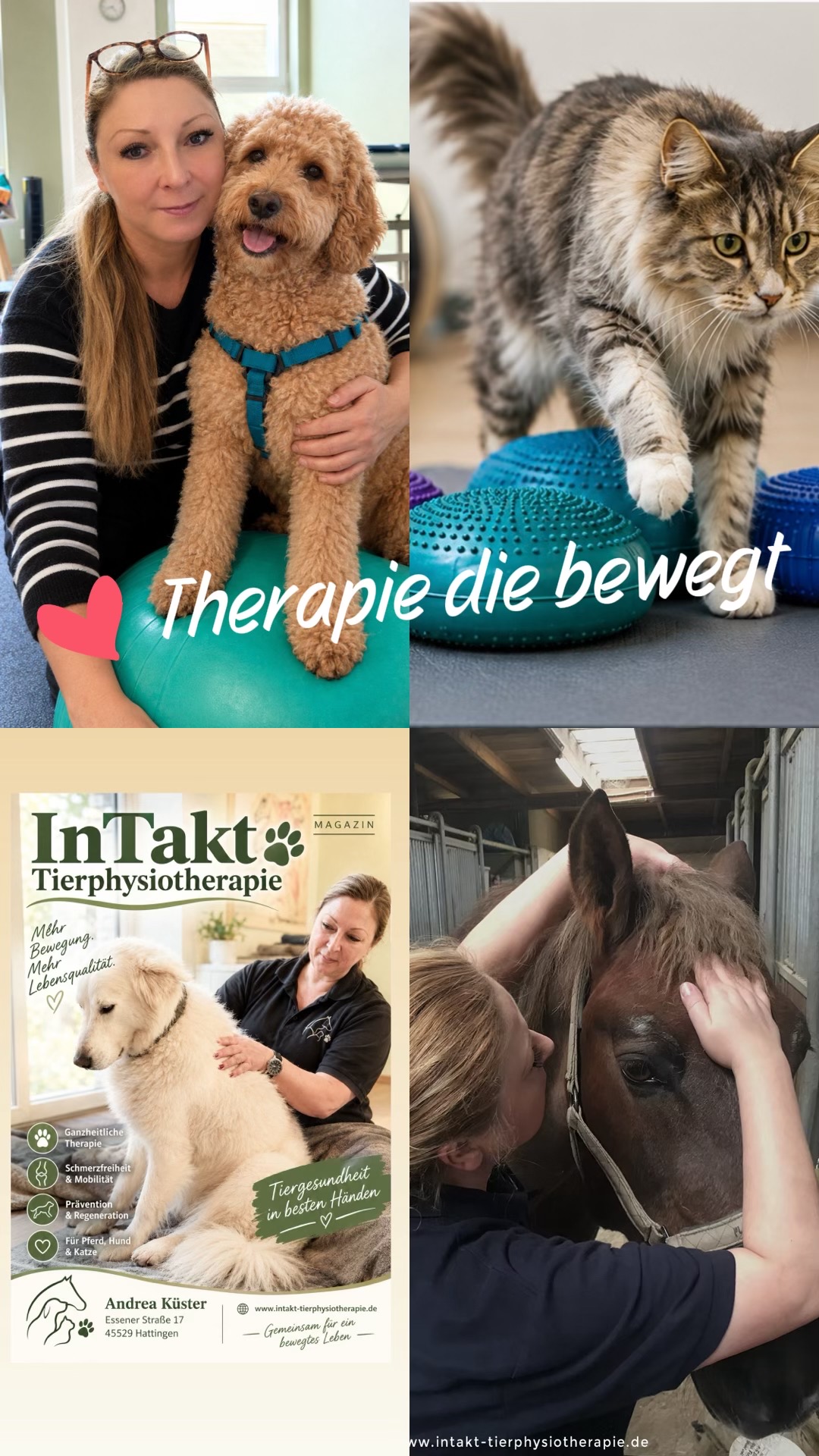 @Pferdephysiotherapie InTakt