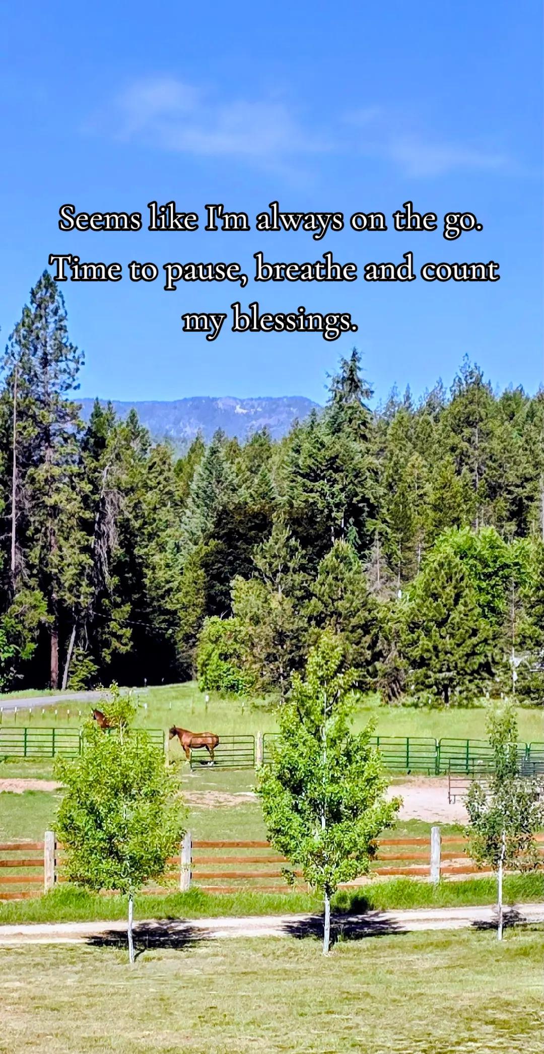 @🐴 ColdMountainRanch 🏇
