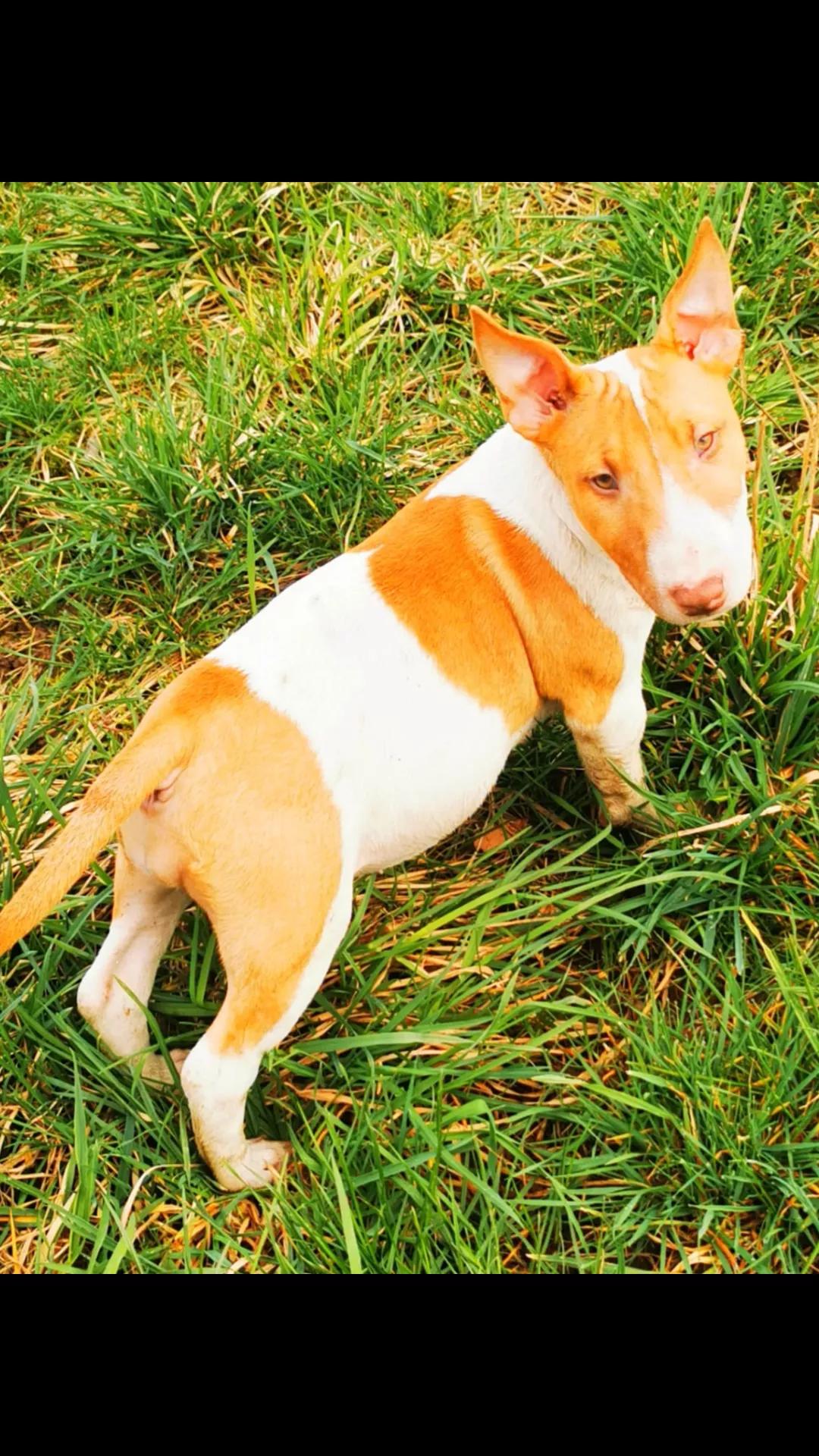 @Mini Bull Terriers from Hell
