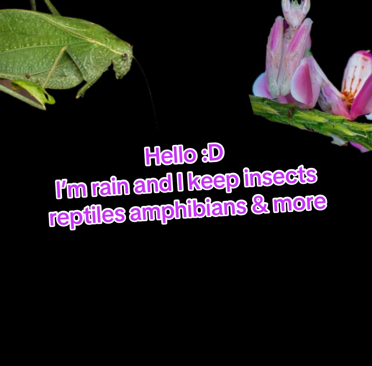 @🪲🐛Rain’s Exotic Pets🦗🐞