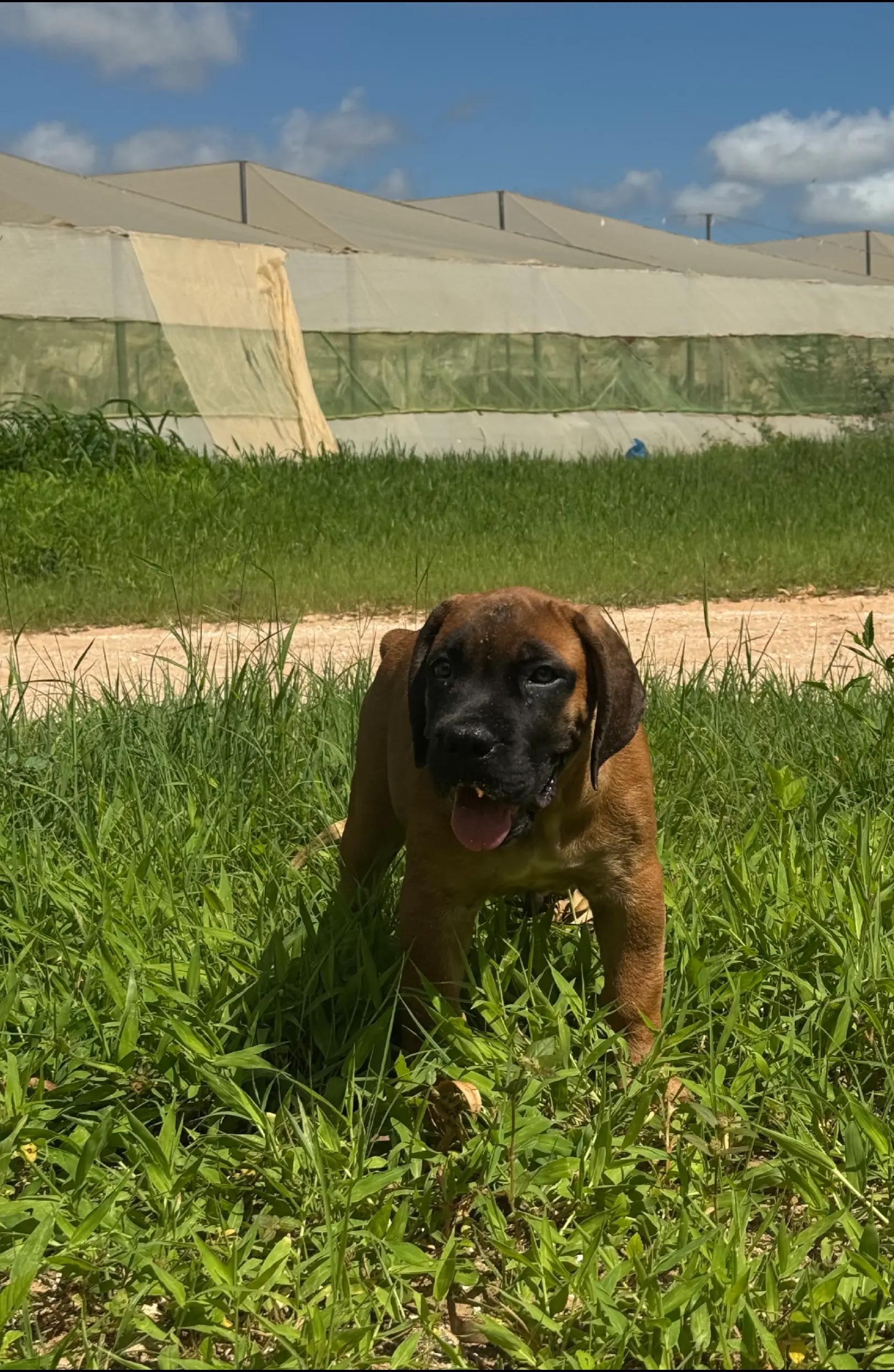@Irie Boerboels Sn