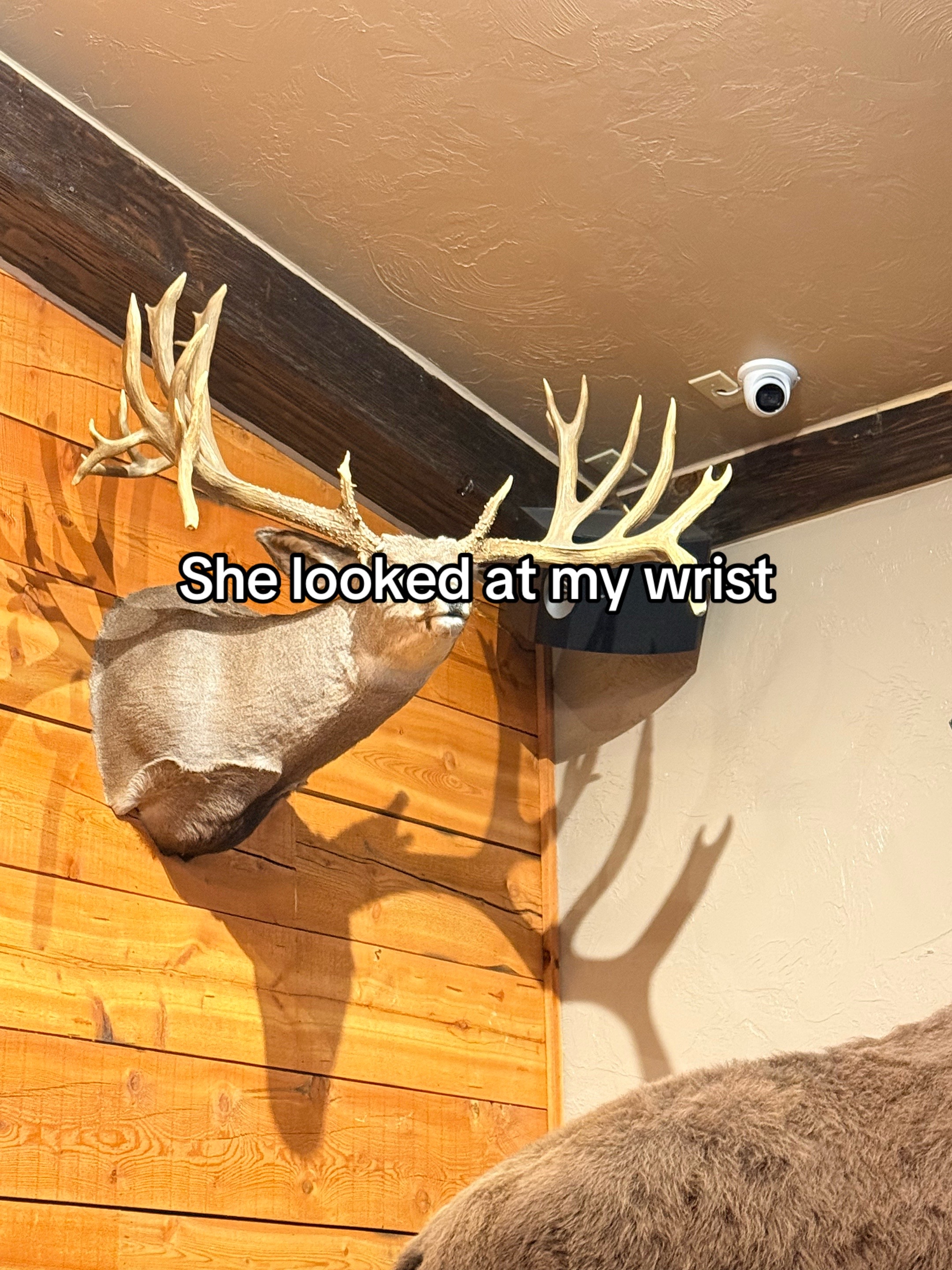 @☦️🦌🐂 titus 🐂🦌☦️