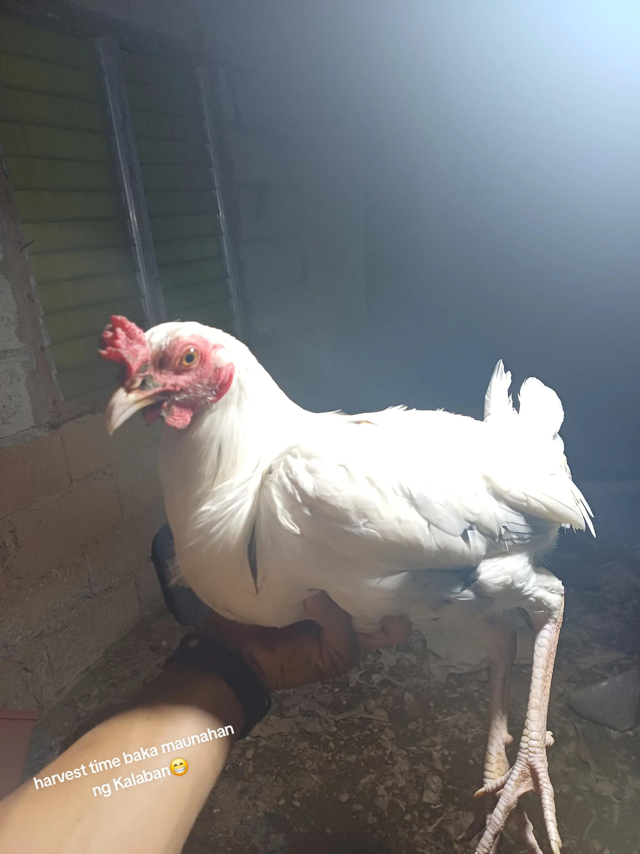 @6ix 2wo 1ne GameBirds