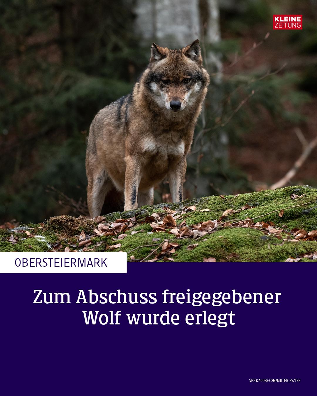 @Kleine Zeitung