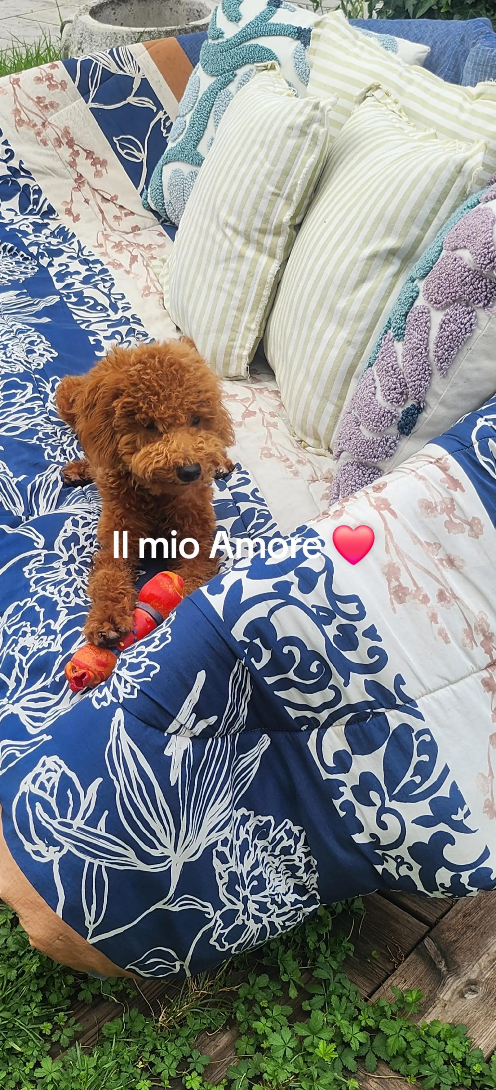 @sissi