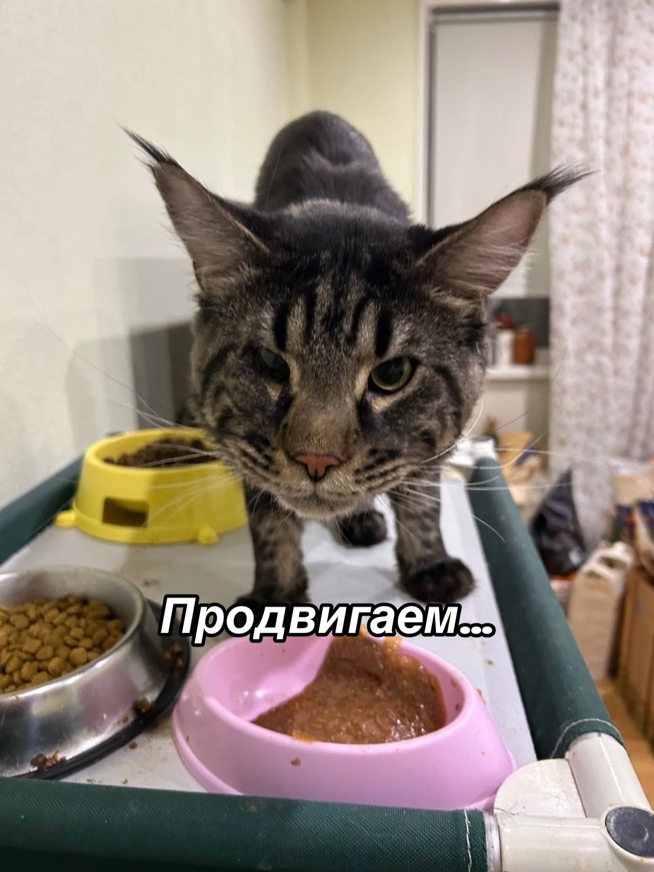 @Приют для животных Потеряшка