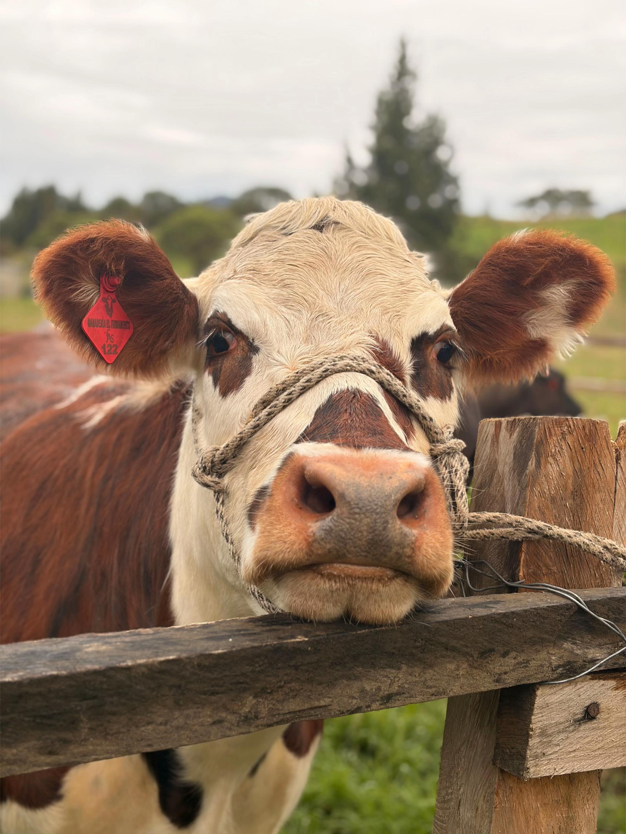 @SHARLY  🤠🐮