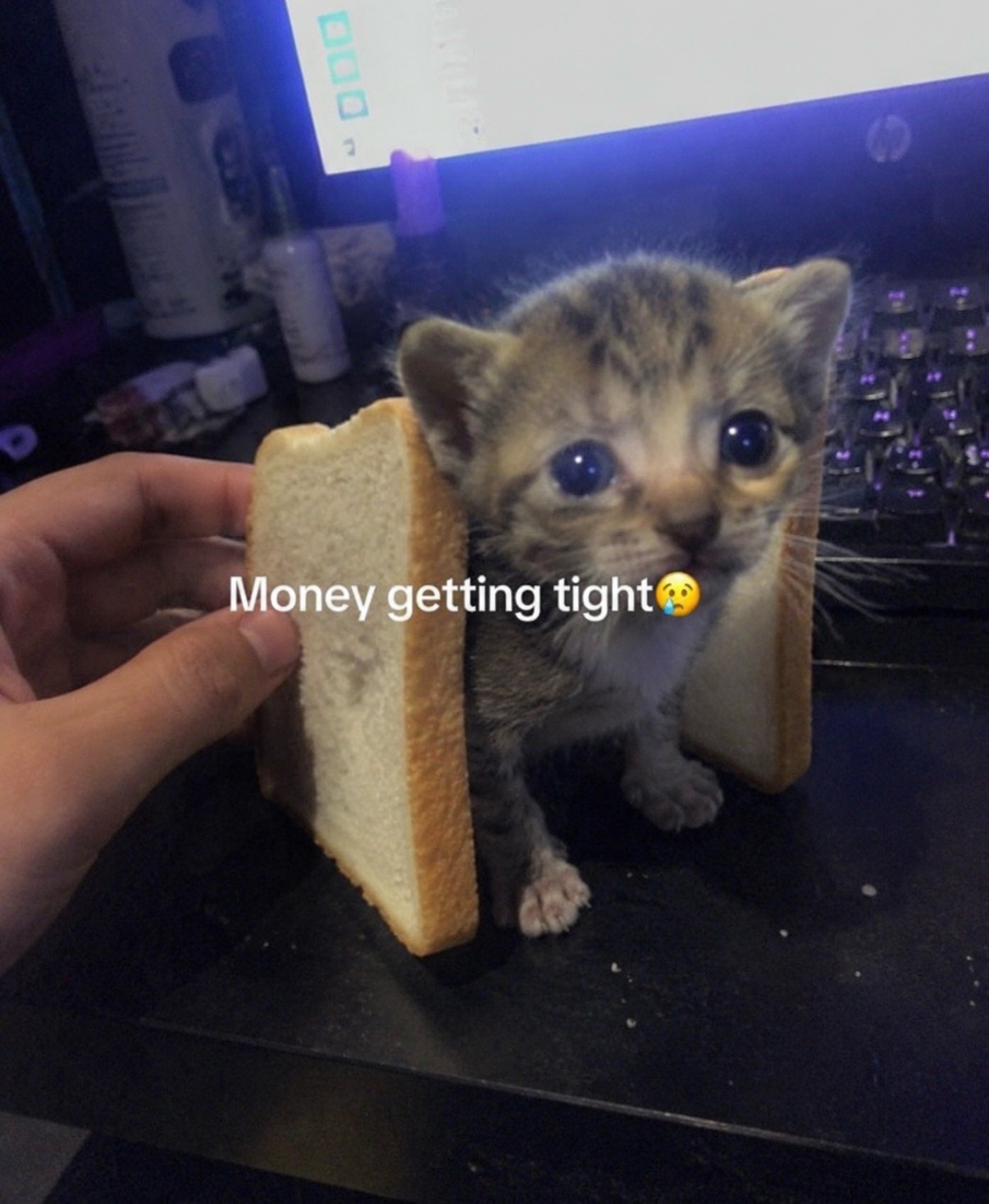 @cat memes
