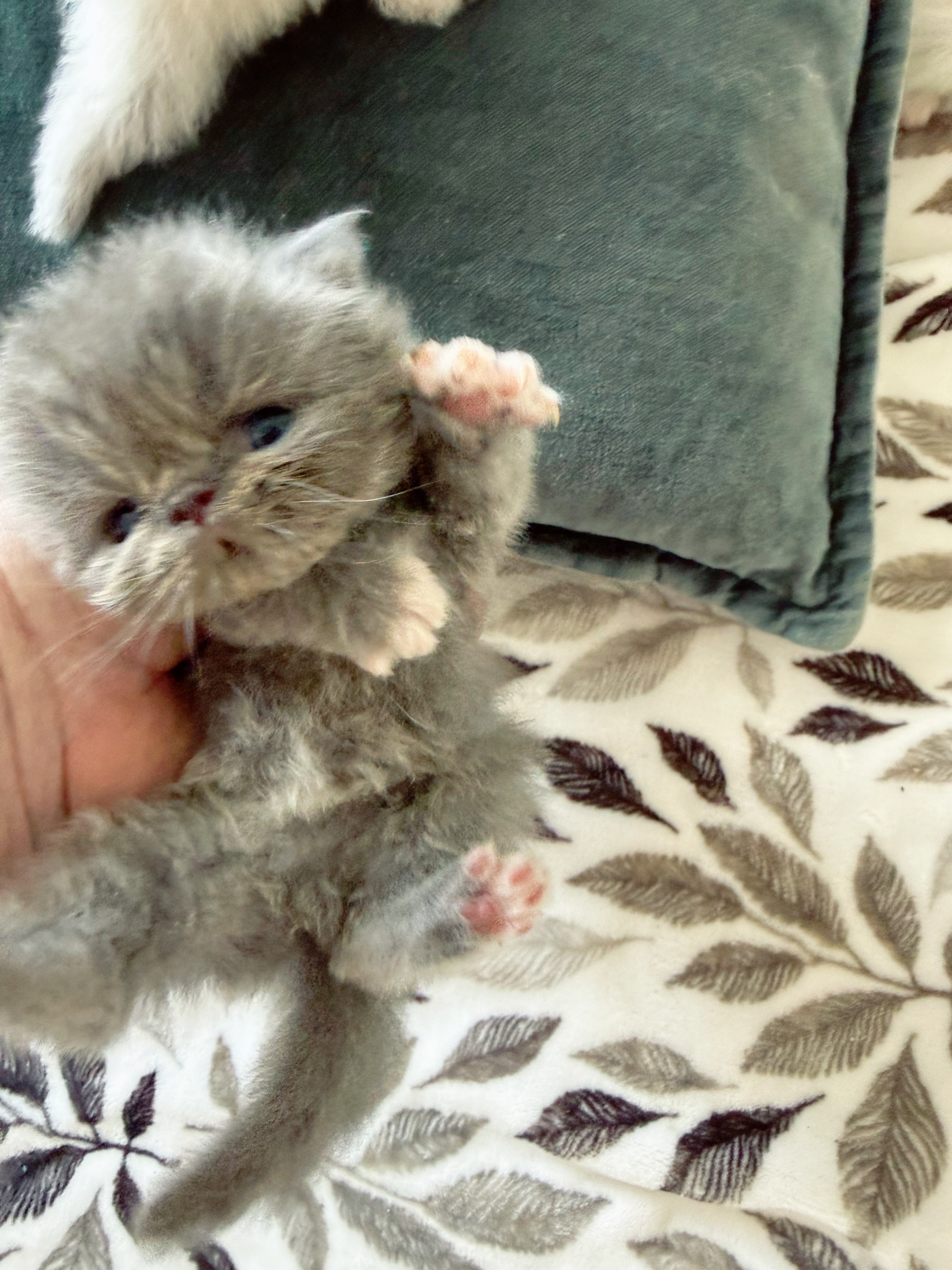 @PersianKitten