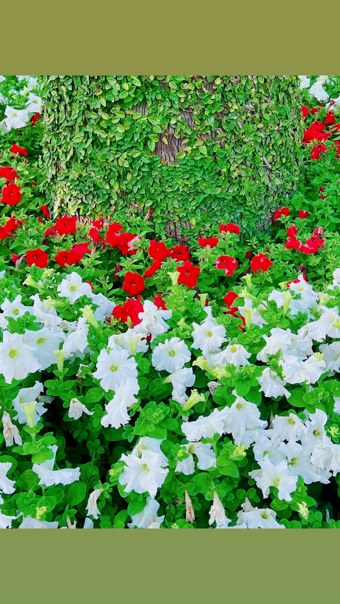 @💞Only_Flowers💞