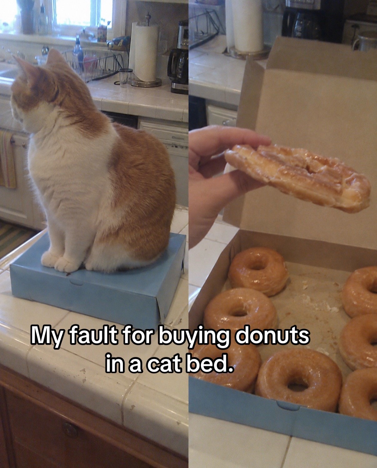@cat memes
