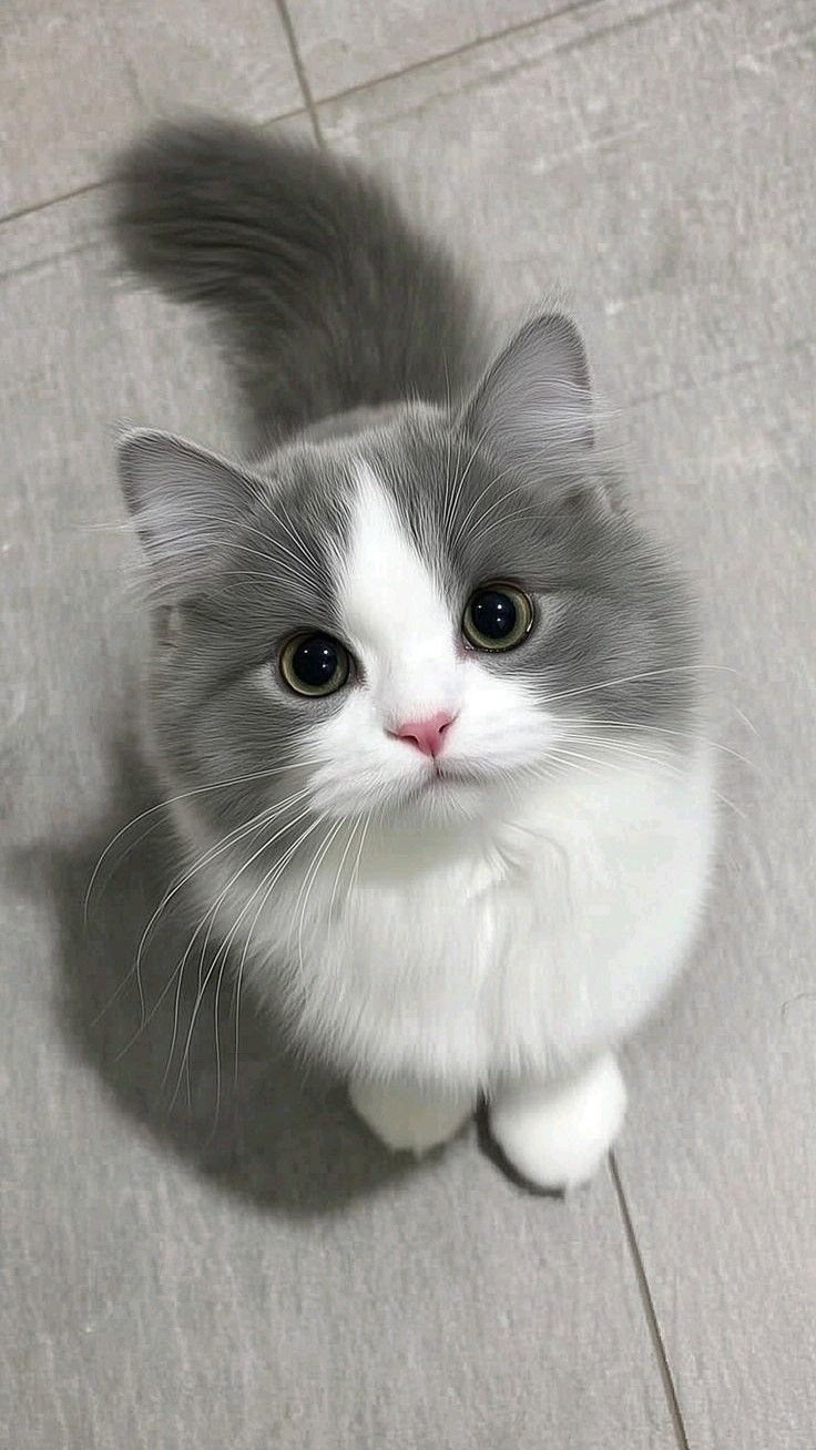 @MeowMagic