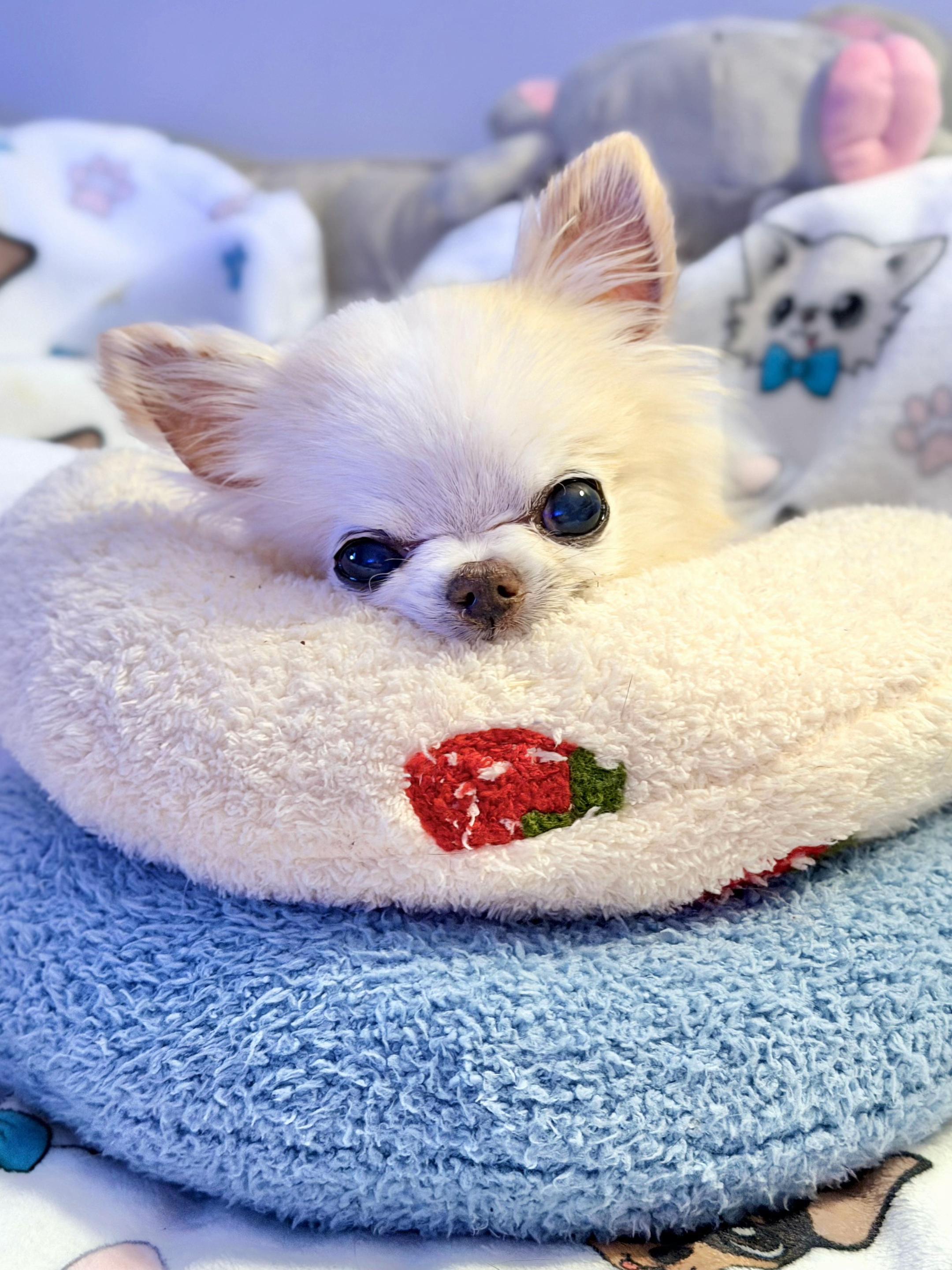 @Tiny Chihuahua Cedric & Maya