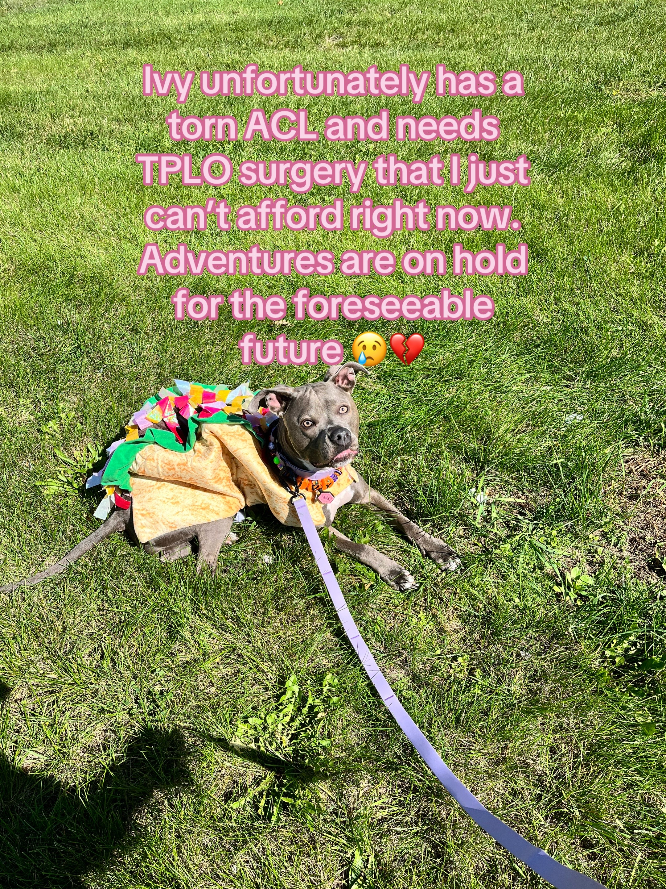 @Ivy the pitty