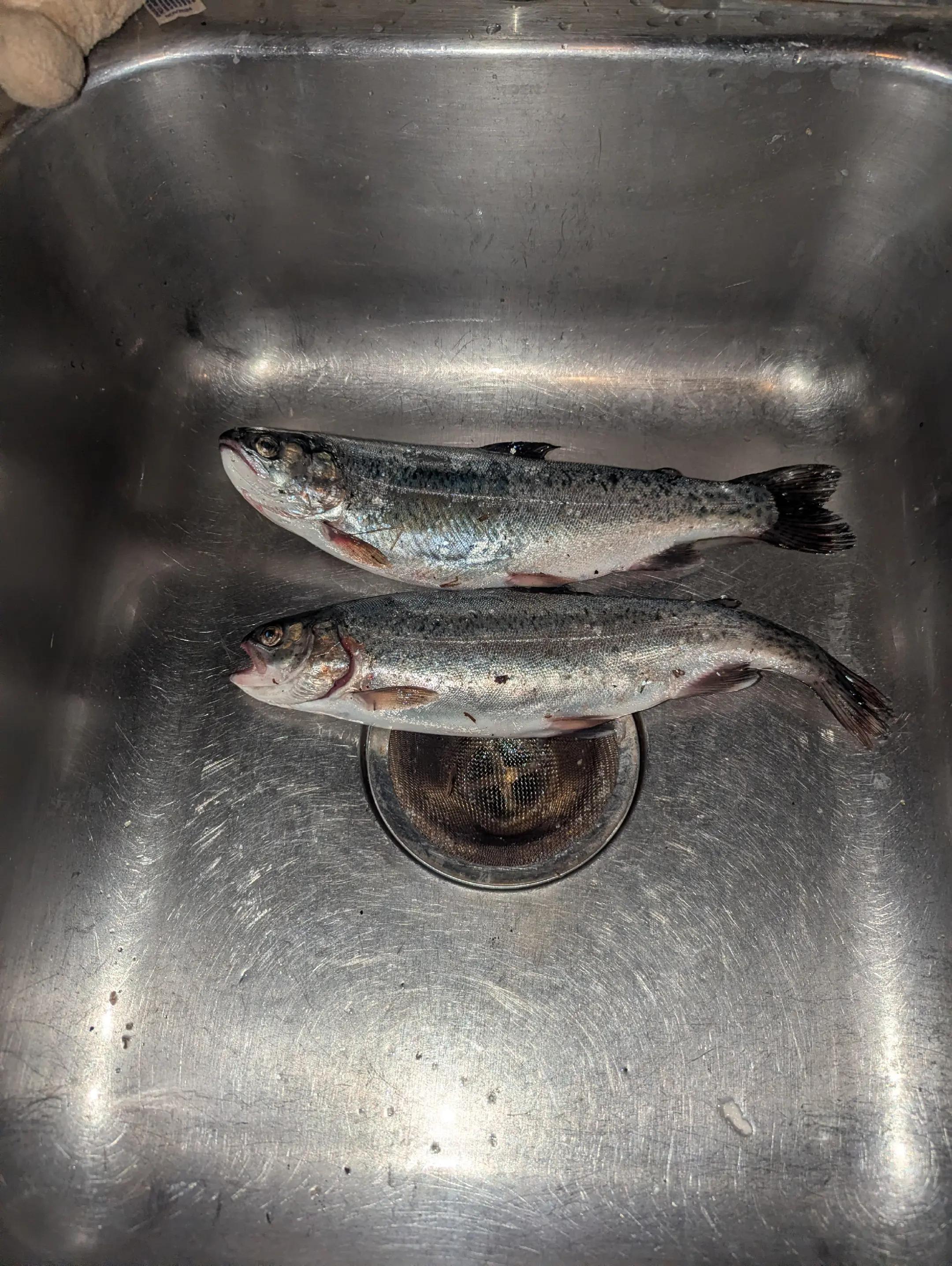 @Fishing with Metal