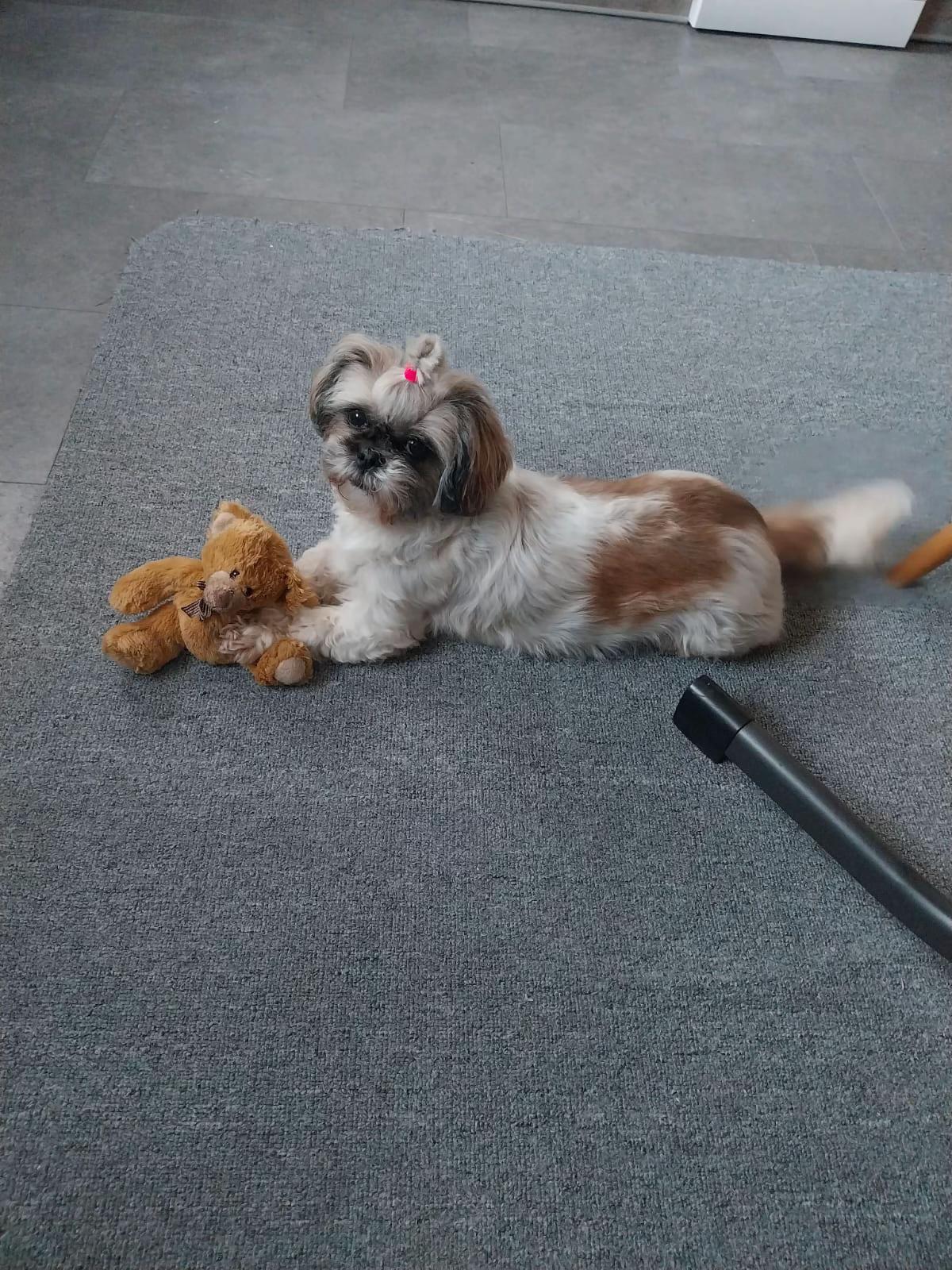 @Bella🐶💕