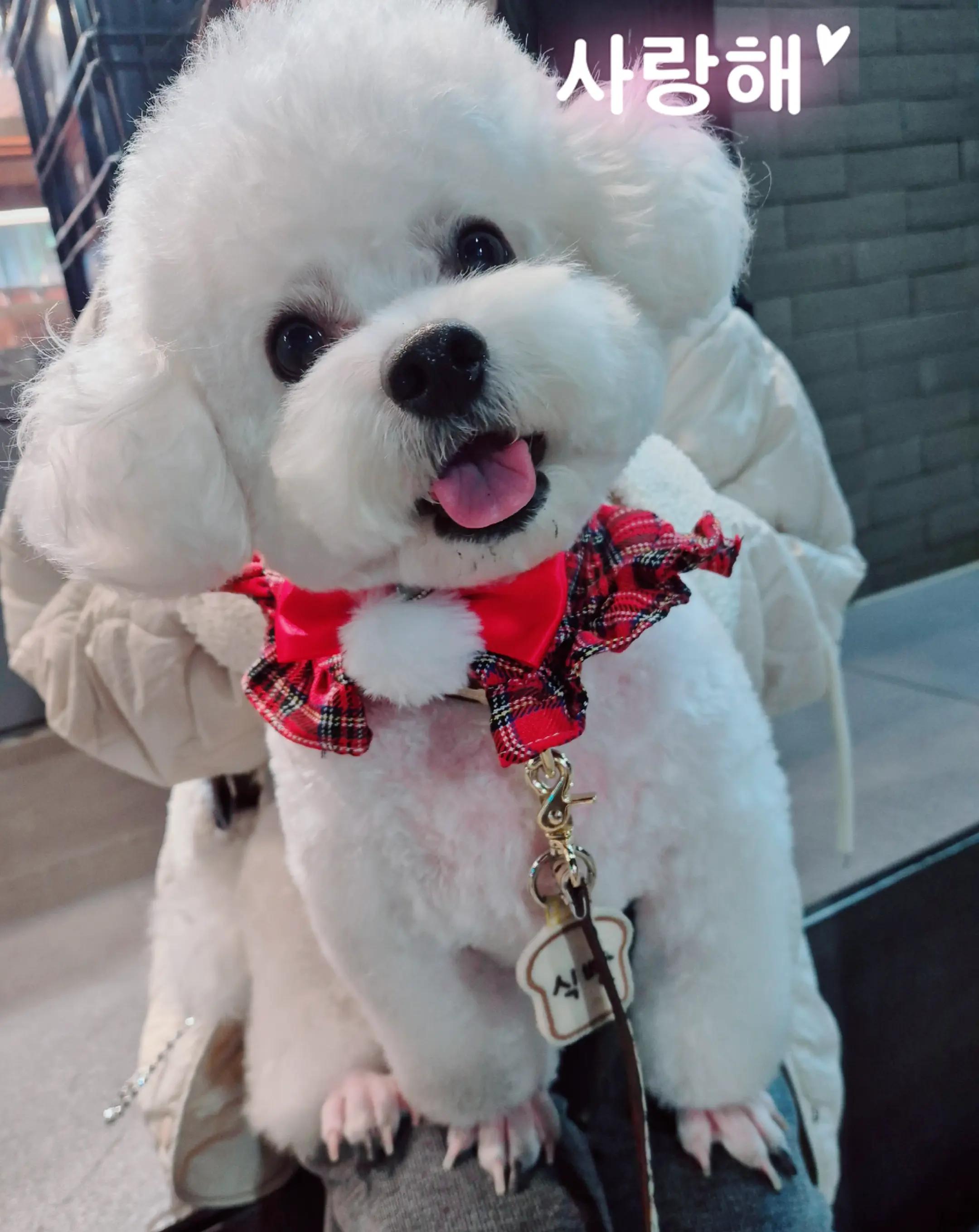 @식빵