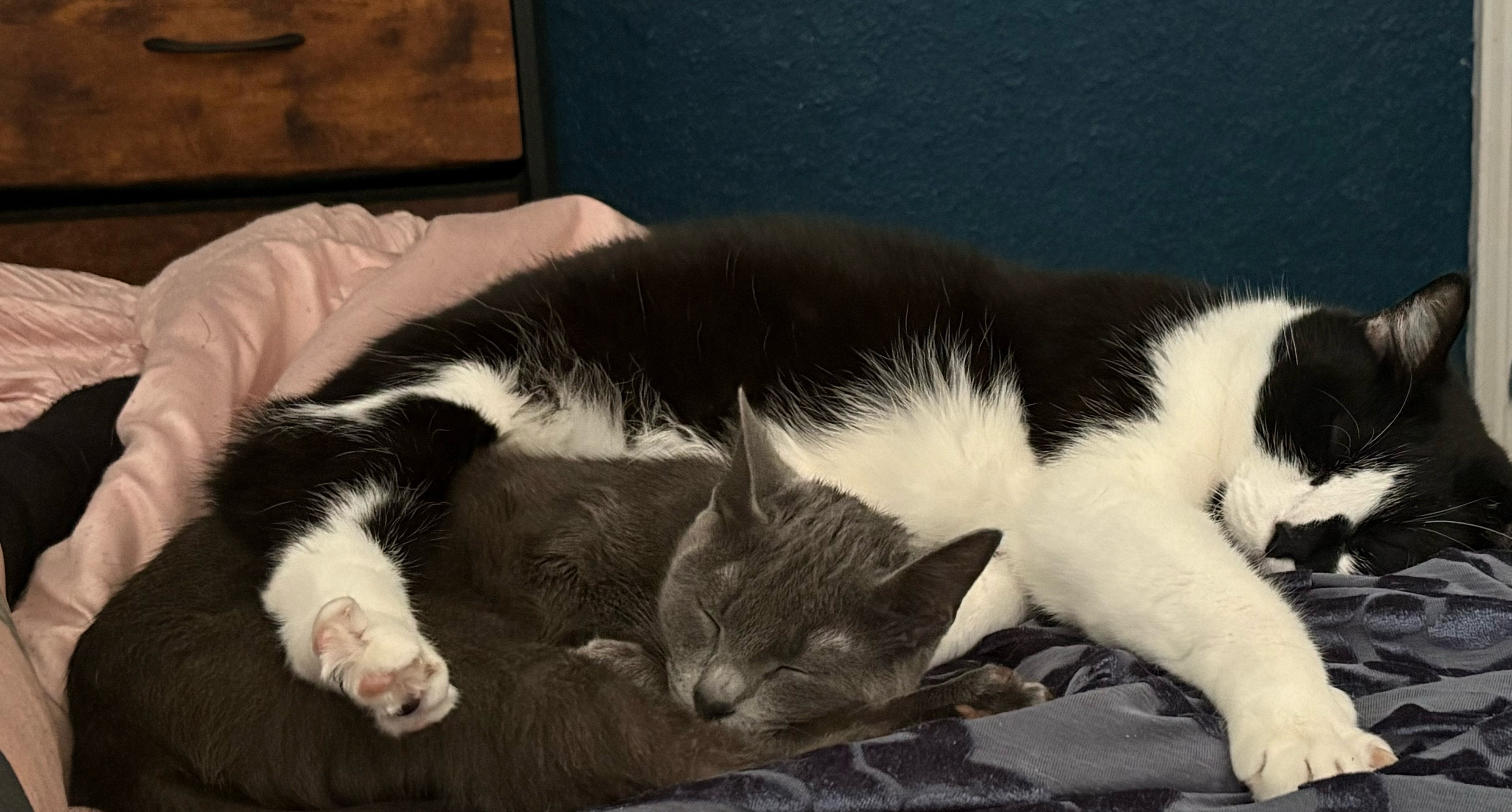 @Just another cat lady…