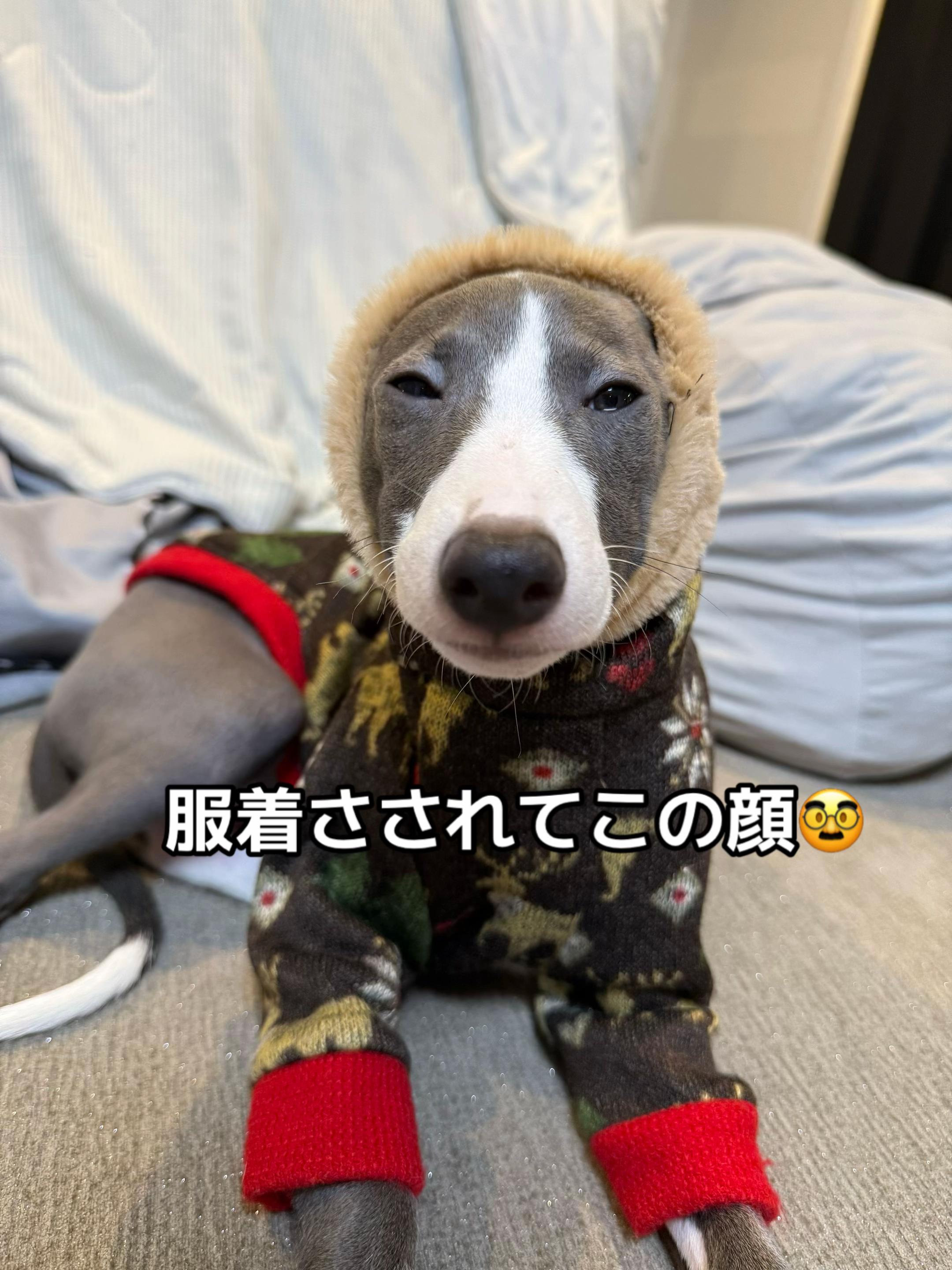 @バディーとジュニア