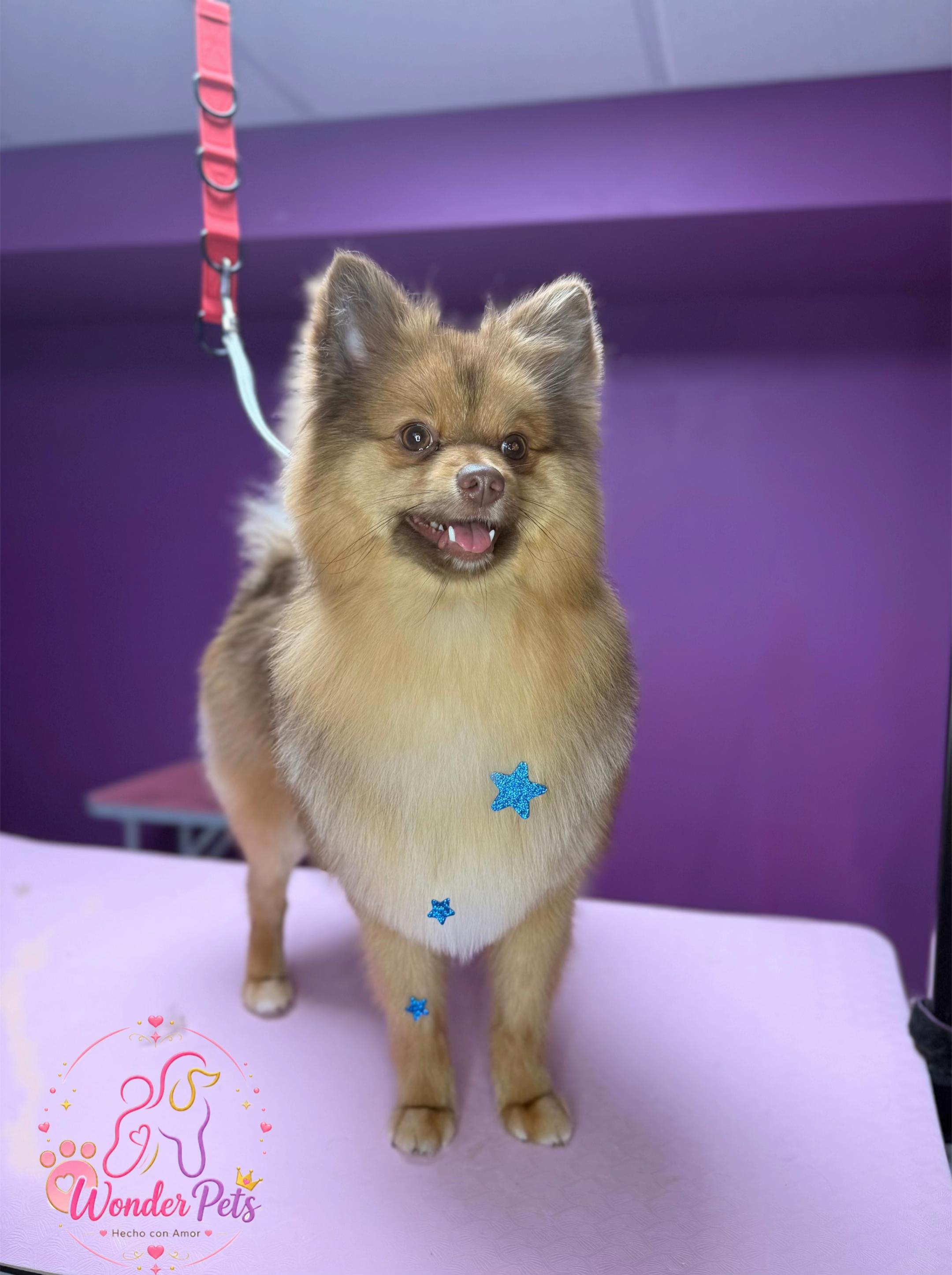 @wonderpetsgrooming