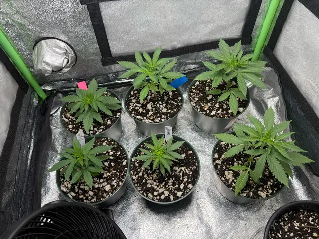 @Lucid Genetics