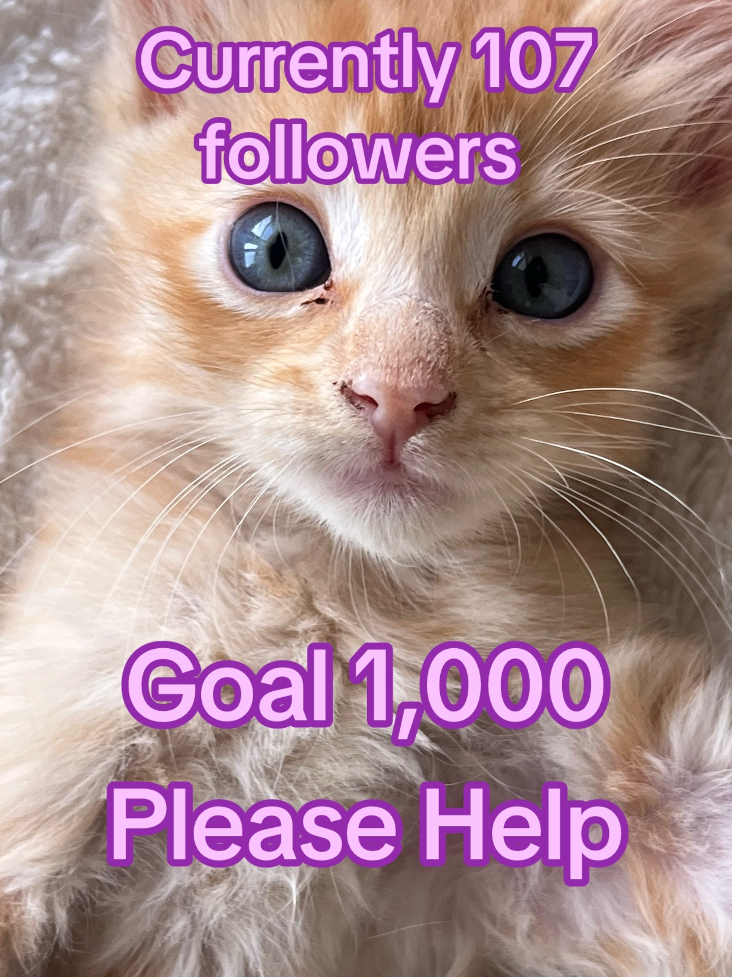 @felines.fish.furyfriends