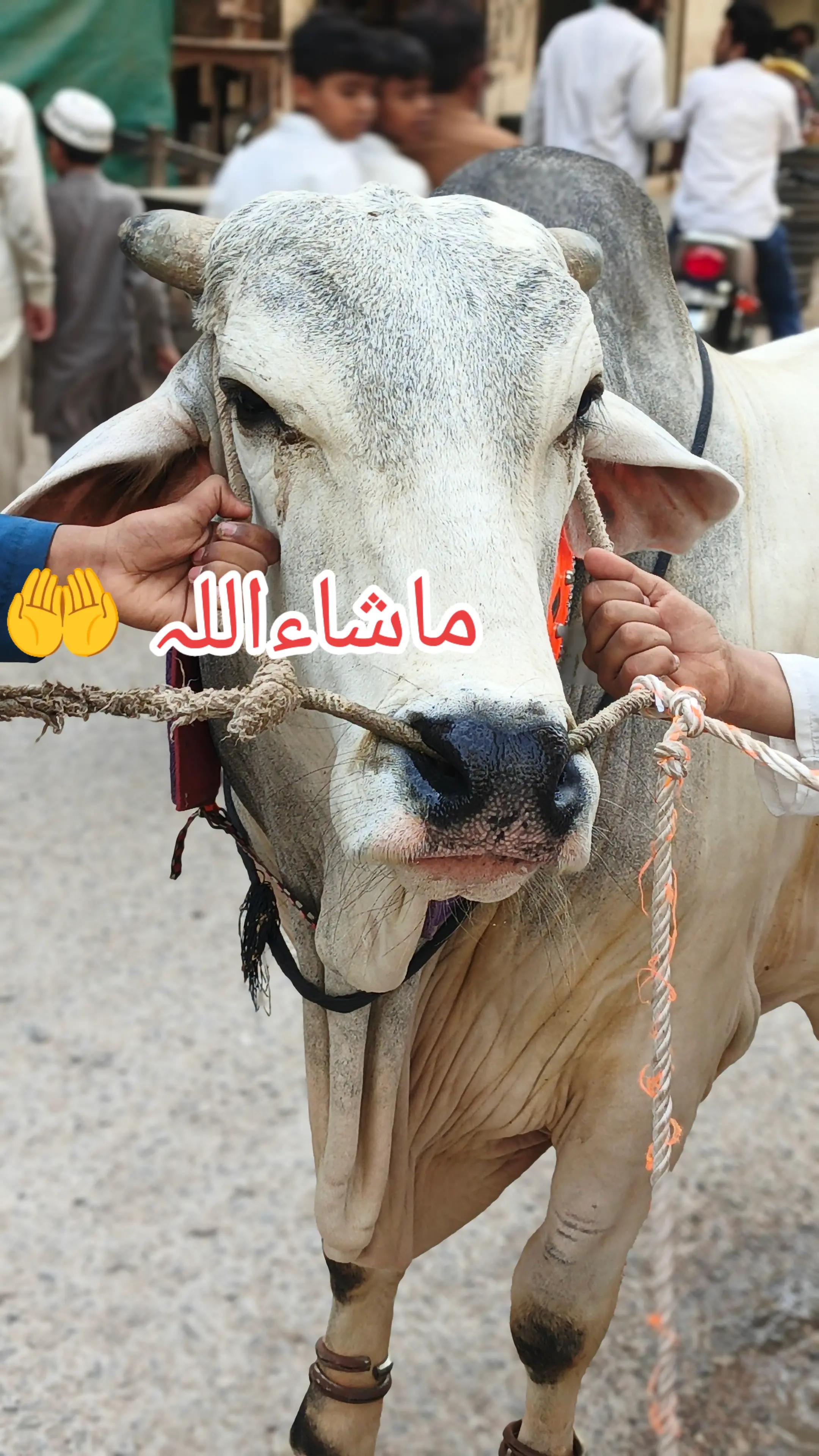 @saeed kakar 12345