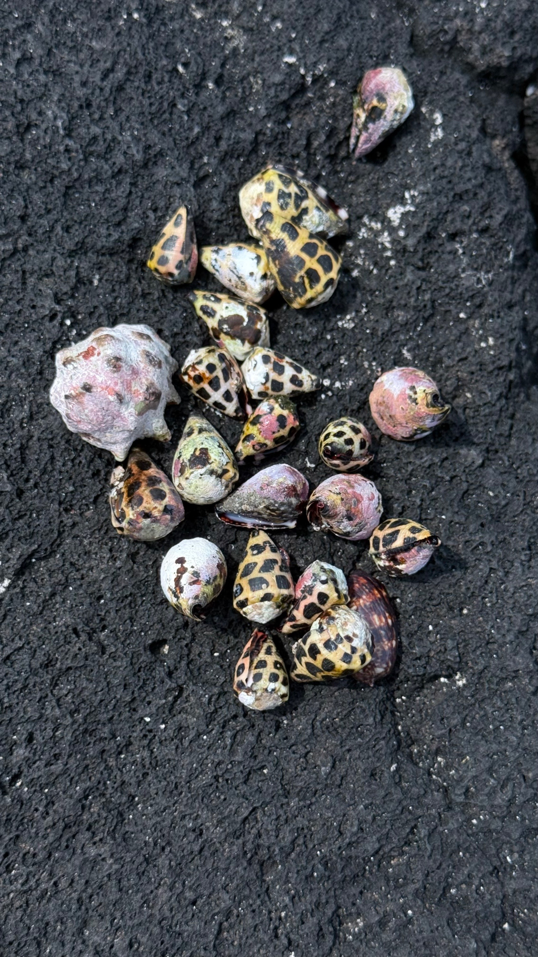 @Islandshells