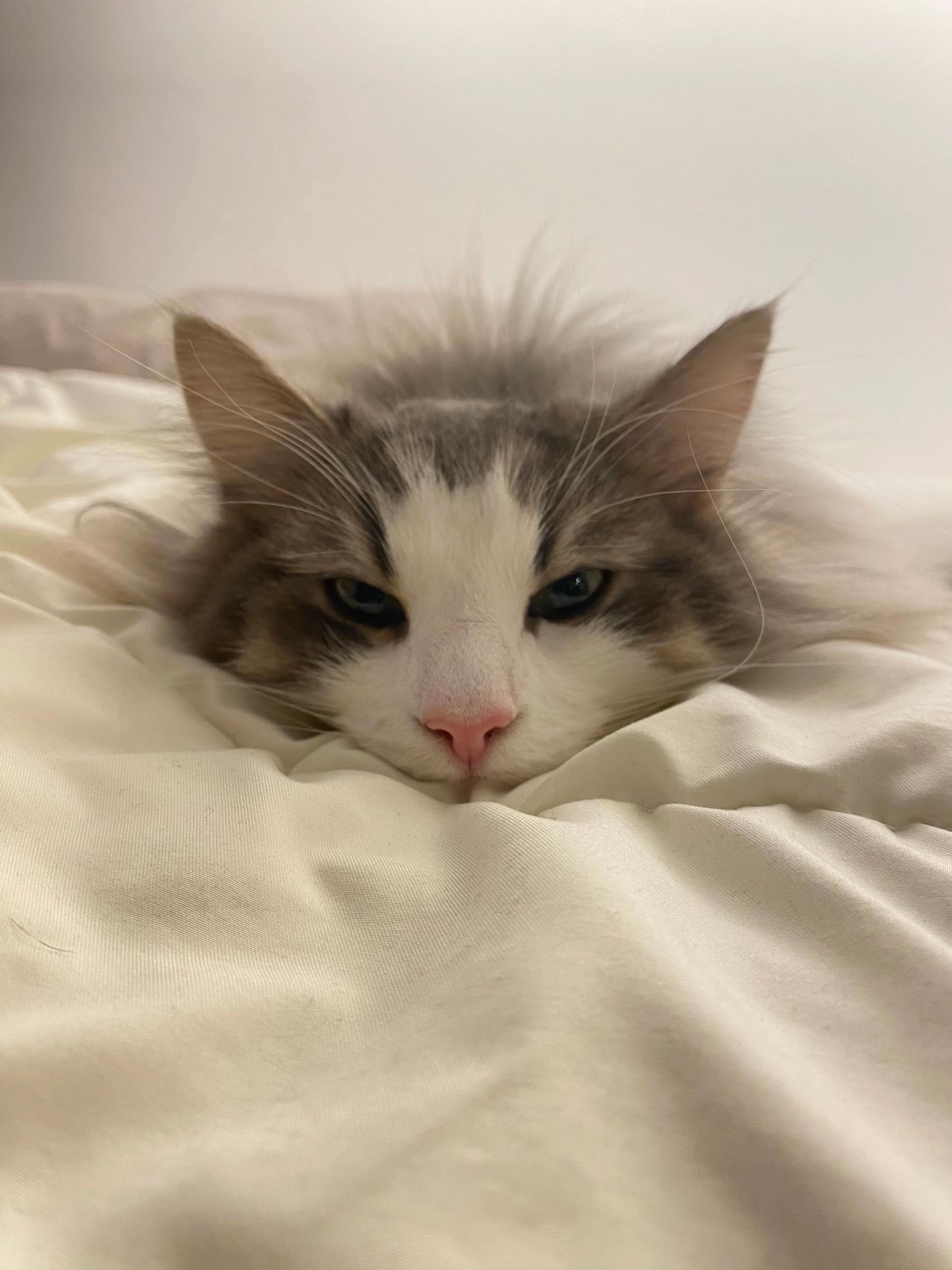 @ねここ様