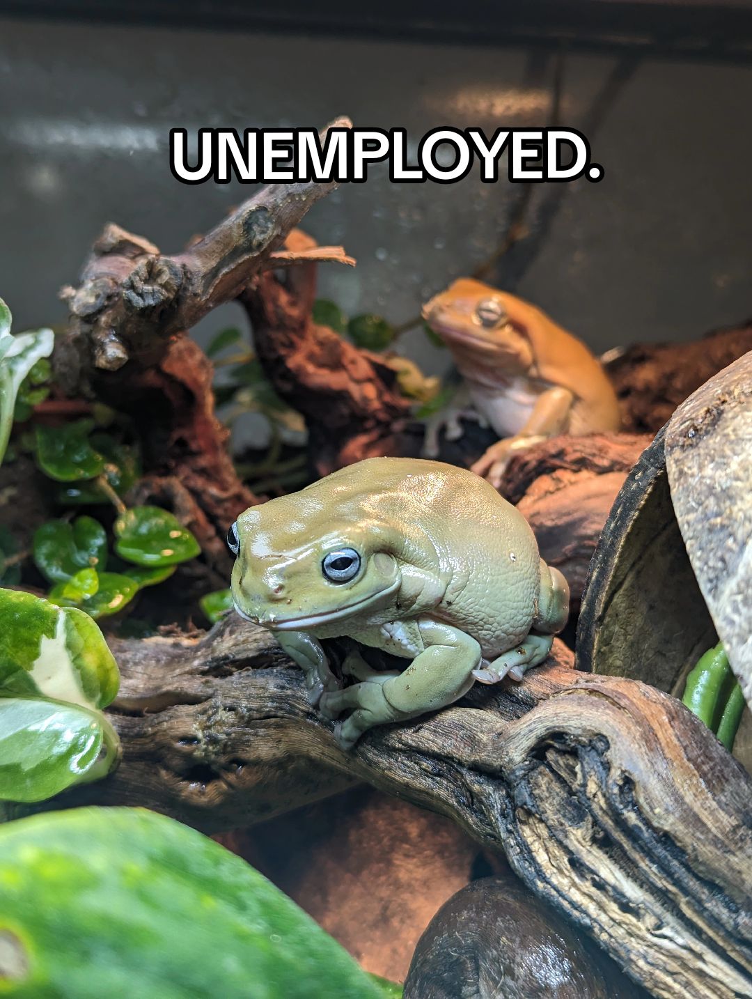@Odds & Frogs