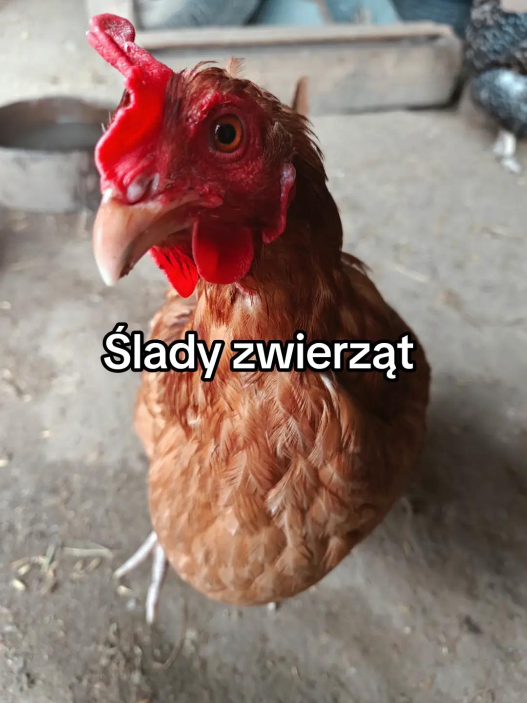 @KochamKurki❤️🐔