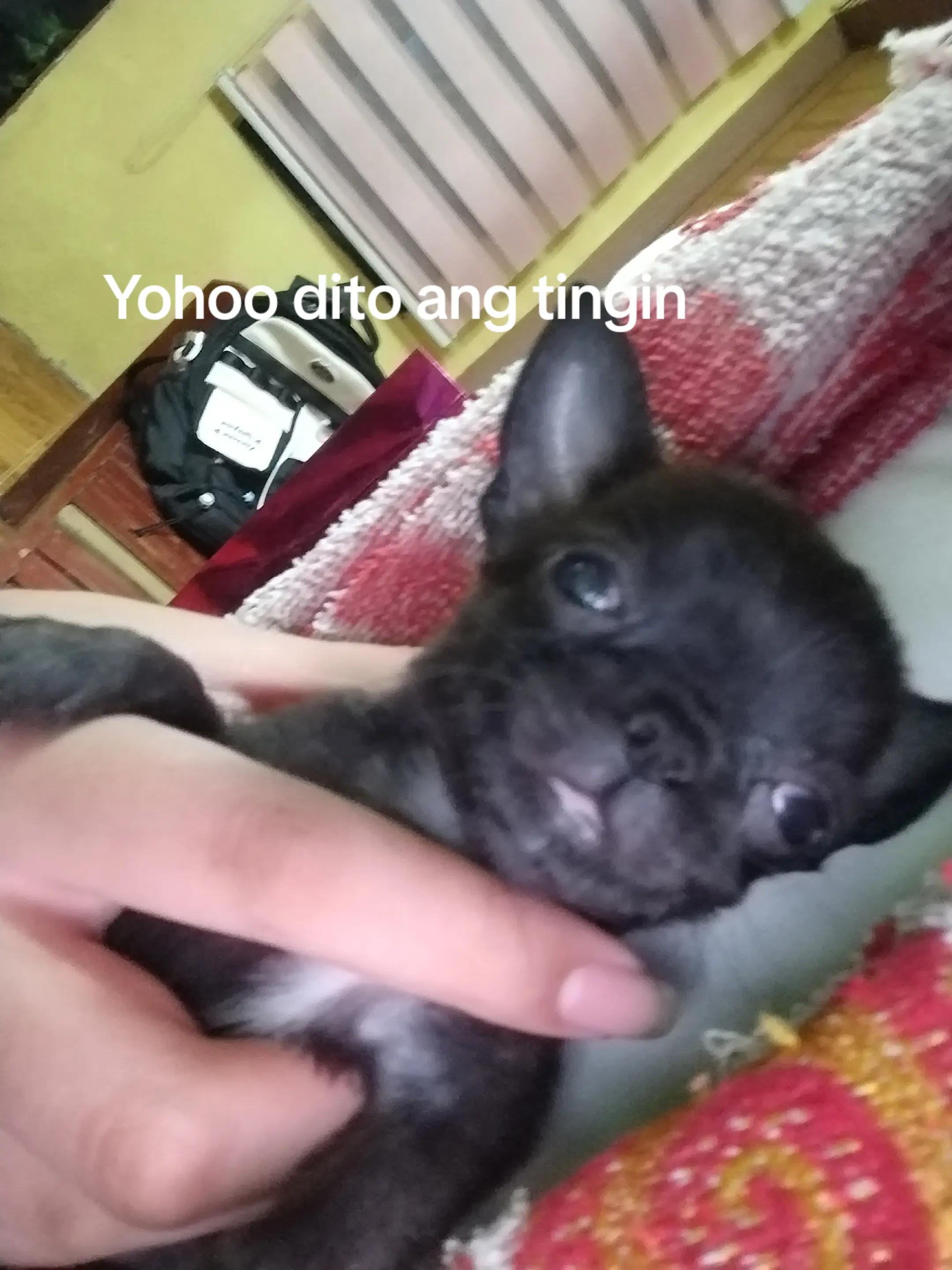 @cversyah